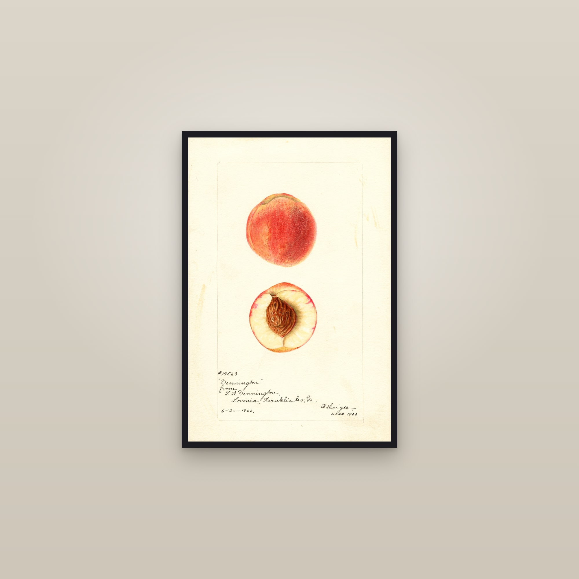 Dennington Peach — framed in a gallery setting