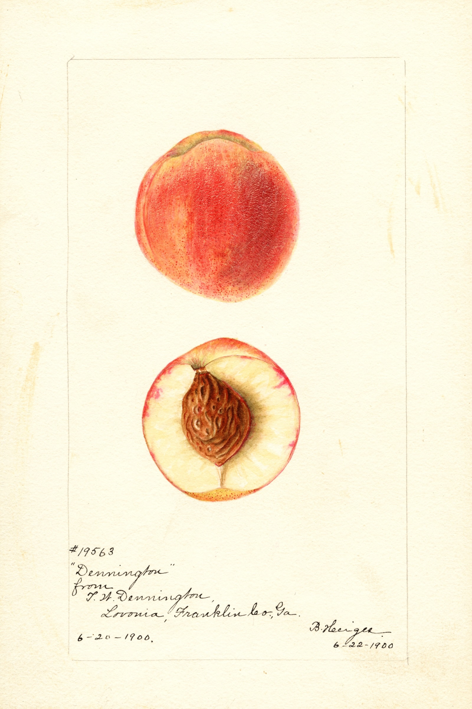 Dennington Peach