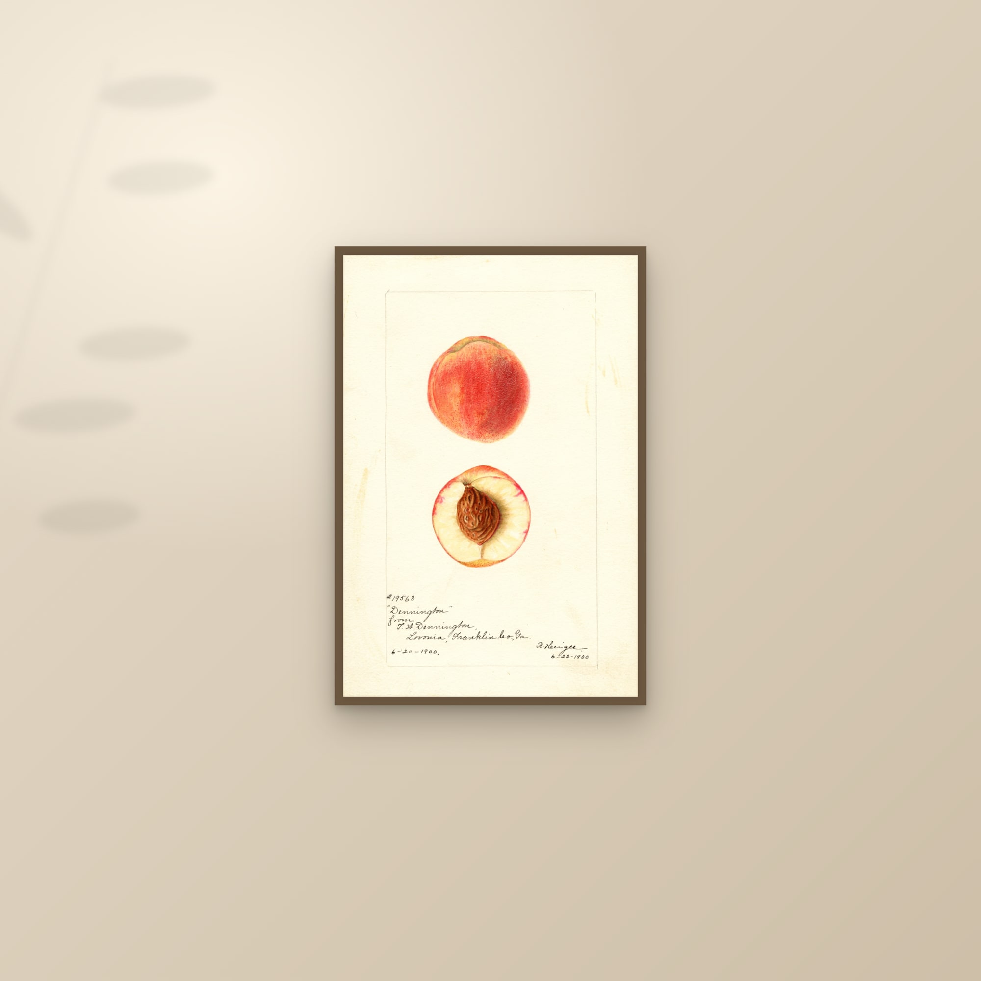 Dennington Peach — framed and styled on a sunlit wall