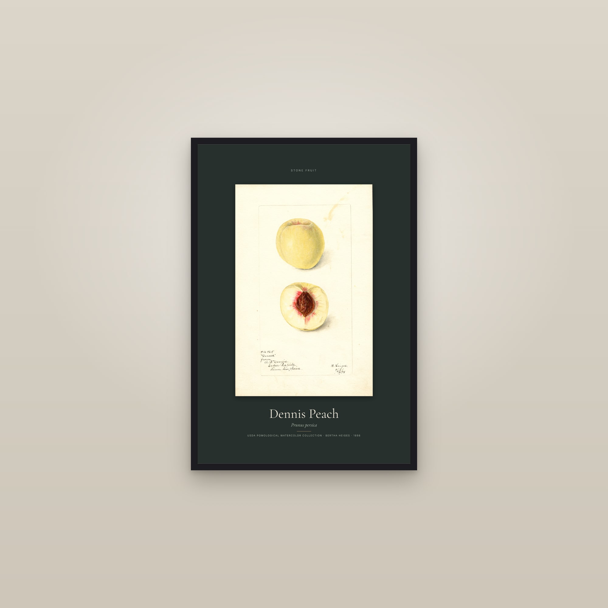 Dennis Peach — Specimen — framed in a gallery setting
