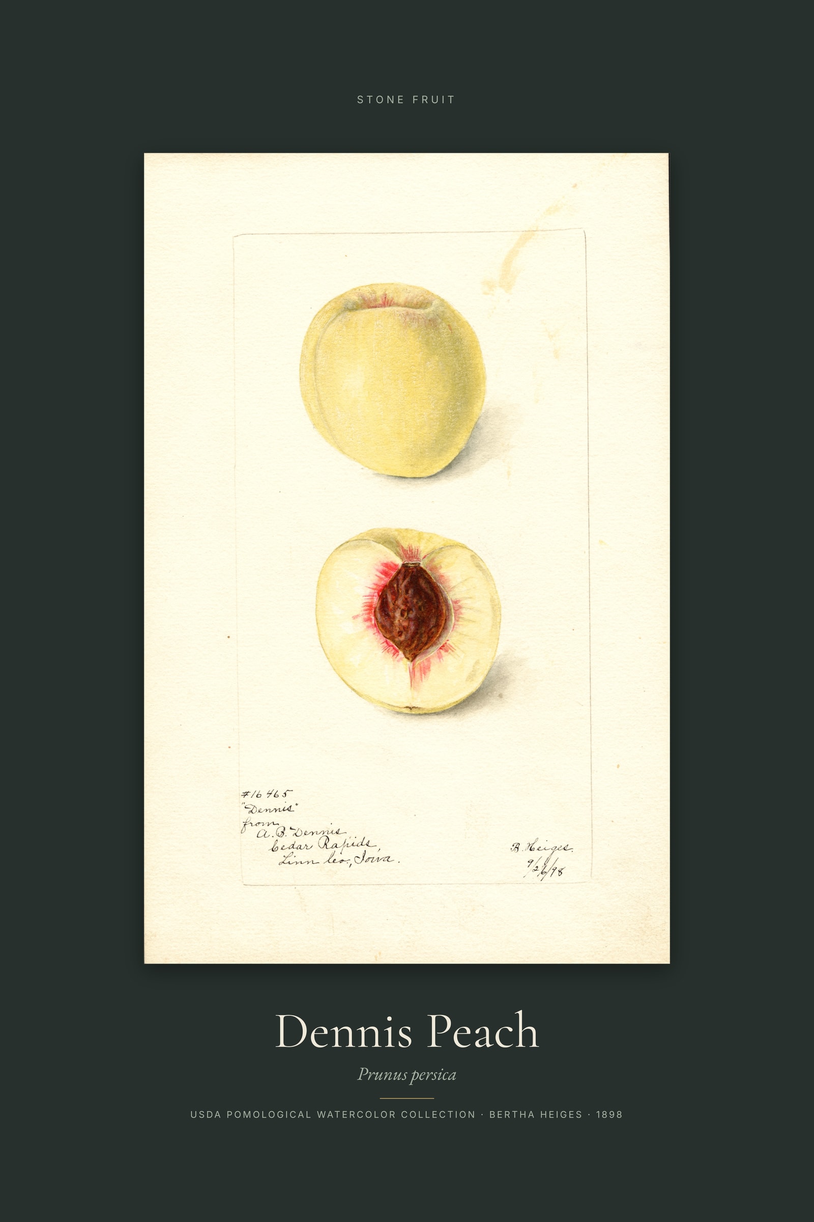 Dennis Peach — Specimen