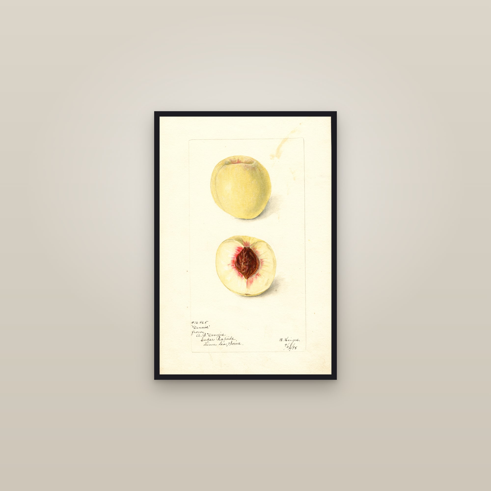 Dennis Peach — framed in a gallery setting