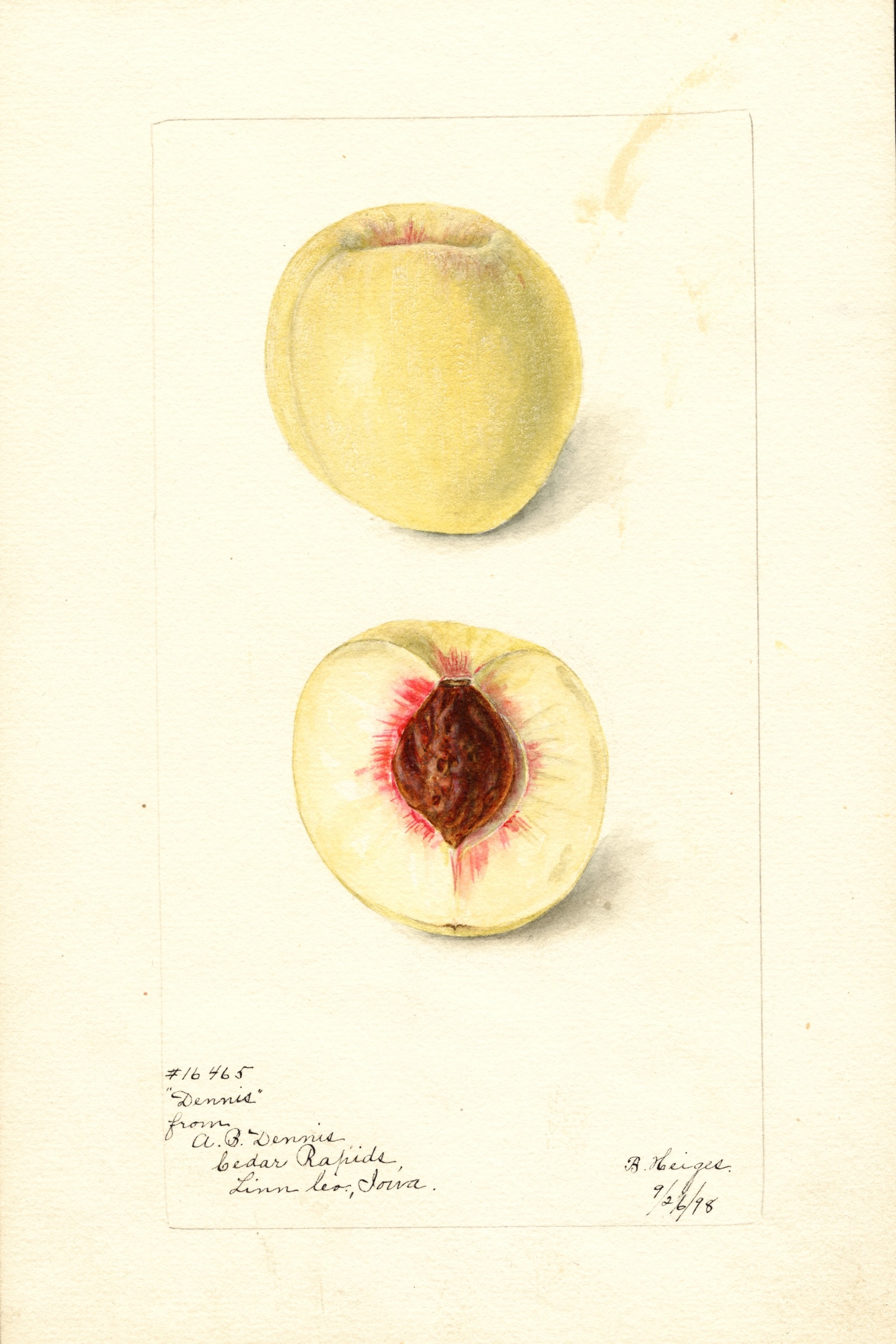 Dennis Peach