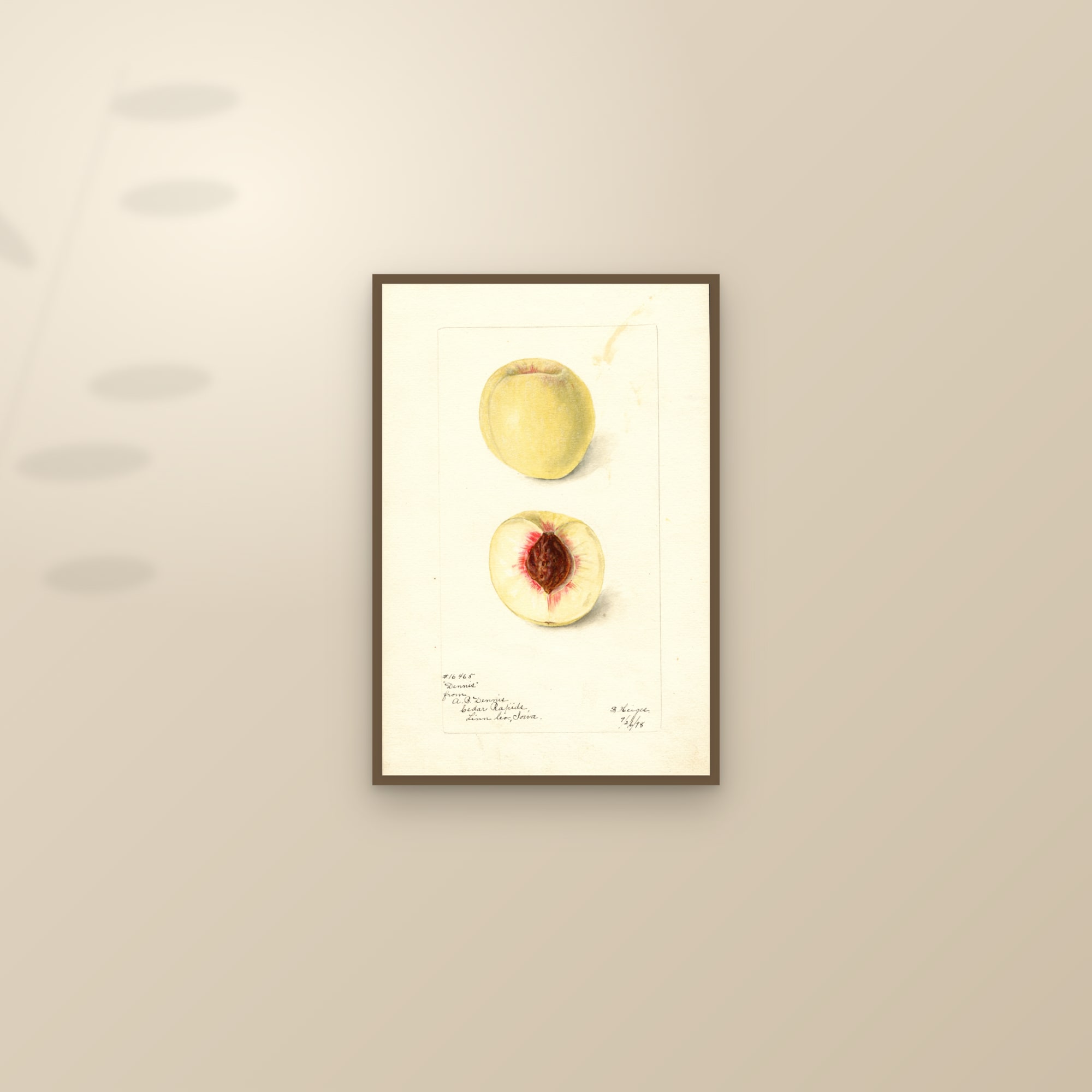 Dennis Peach — framed and styled on a sunlit wall