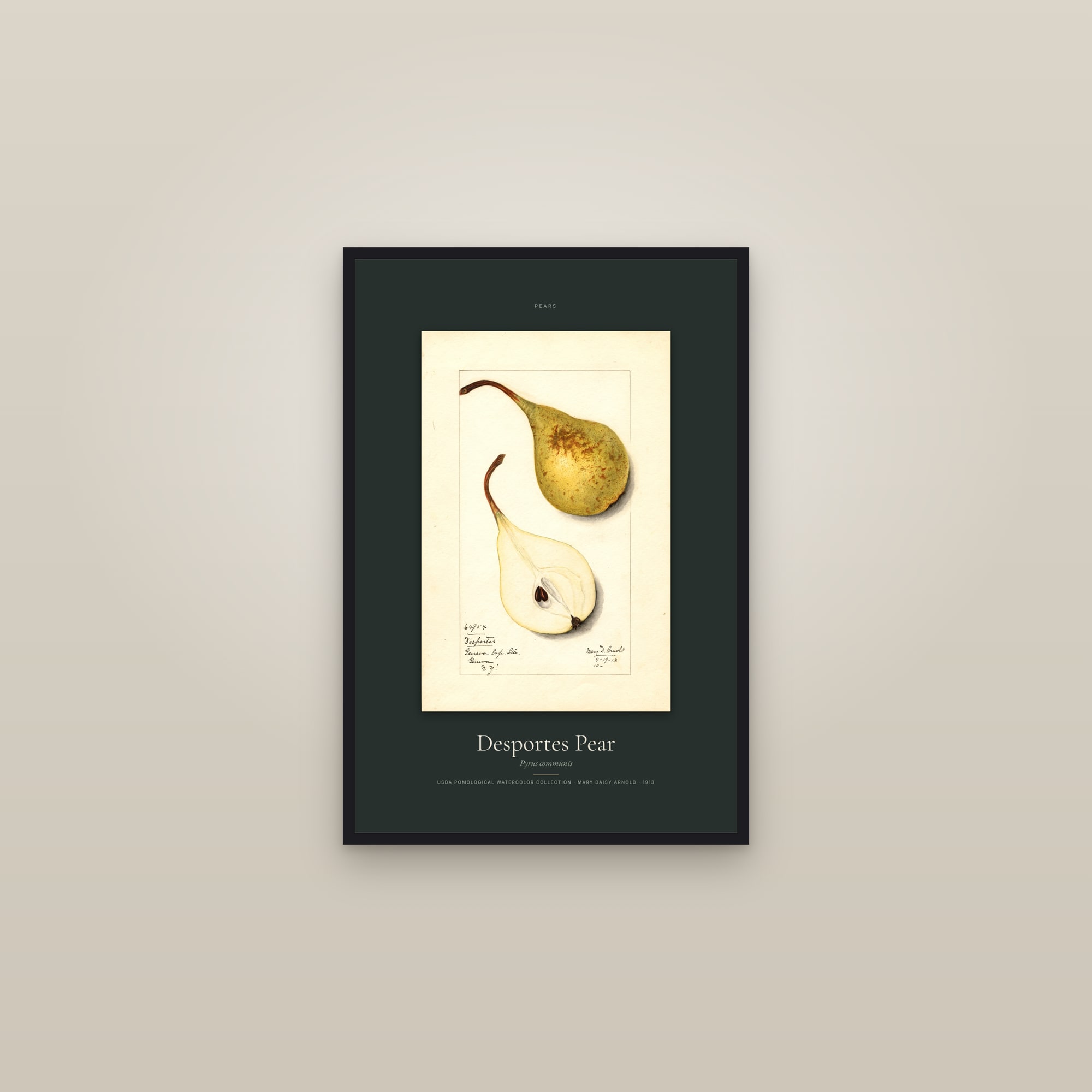 Desportes Pear — Specimen — framed in a gallery setting