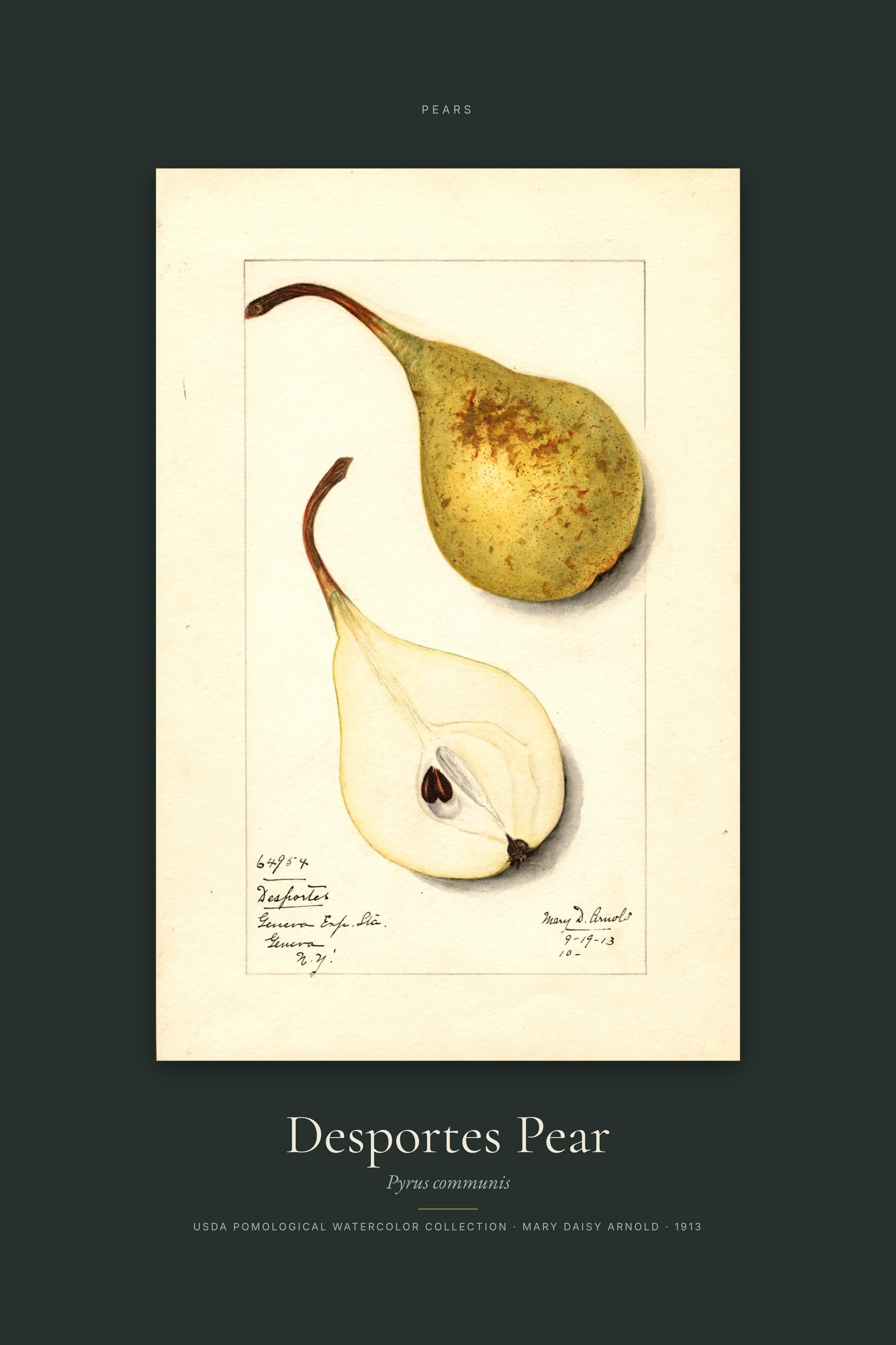 Desportes Pear — Specimen
