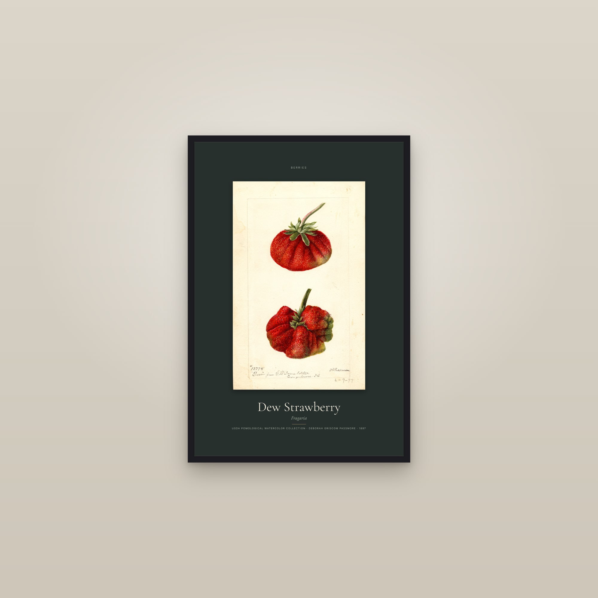 Dew Strawberry — Specimen — framed in a gallery setting