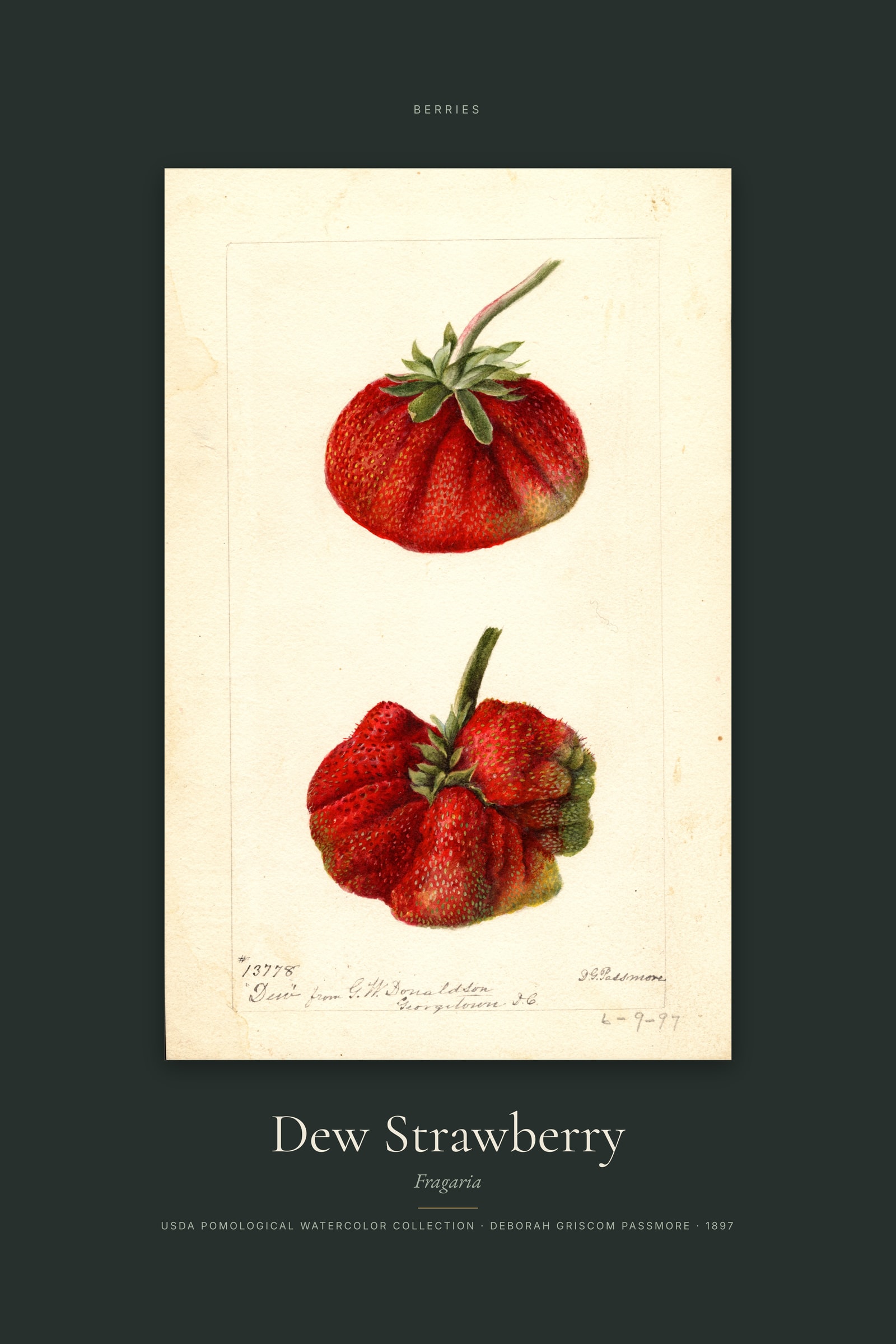 Dew Strawberry — Specimen