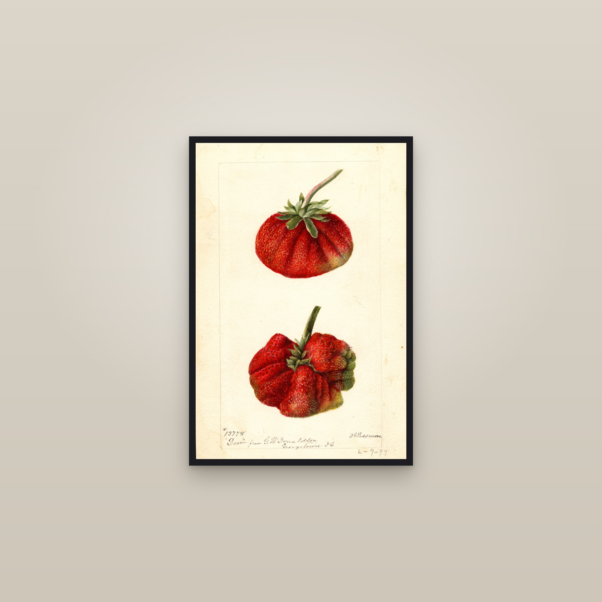 Dew Strawberry — framed in a gallery setting