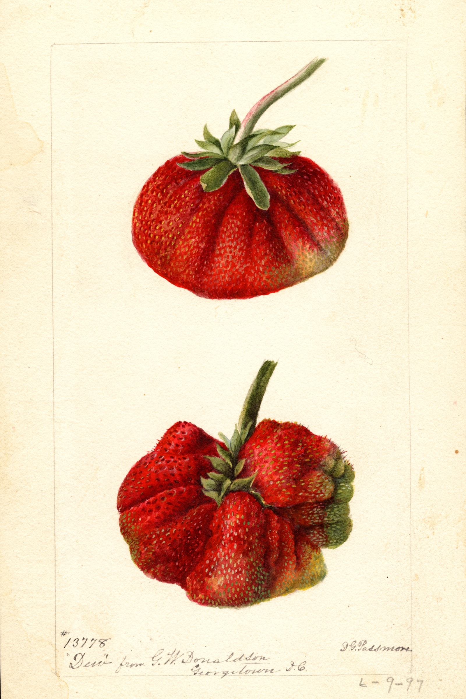Dew Strawberry