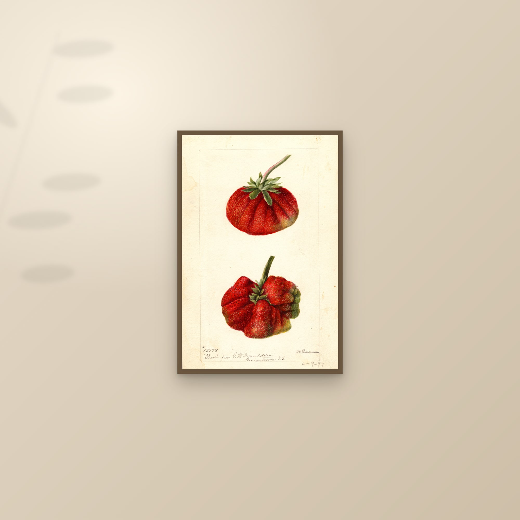 Dew Strawberry — framed and styled on a sunlit wall