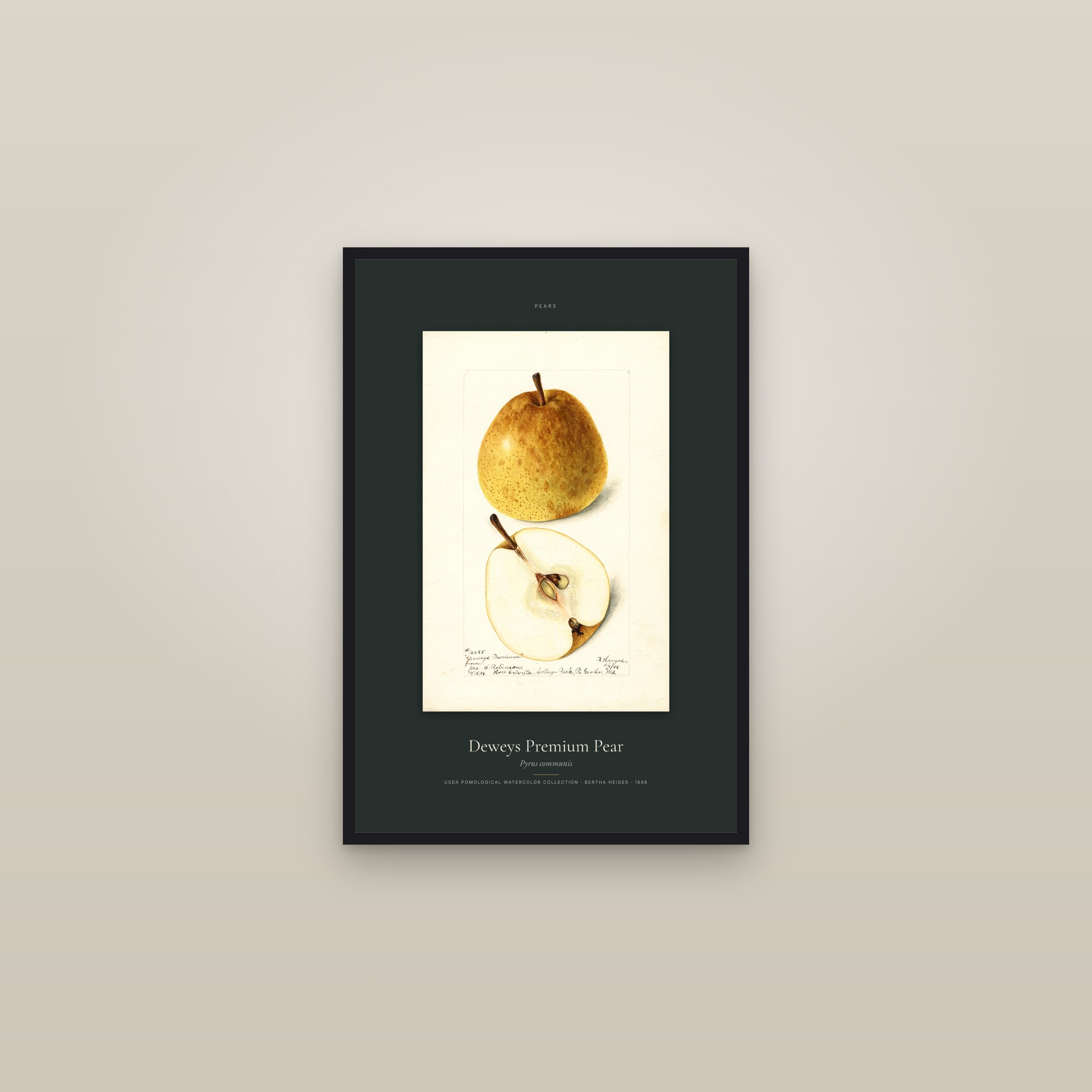 Deweys Premium Pear — Specimen — framed in a gallery setting