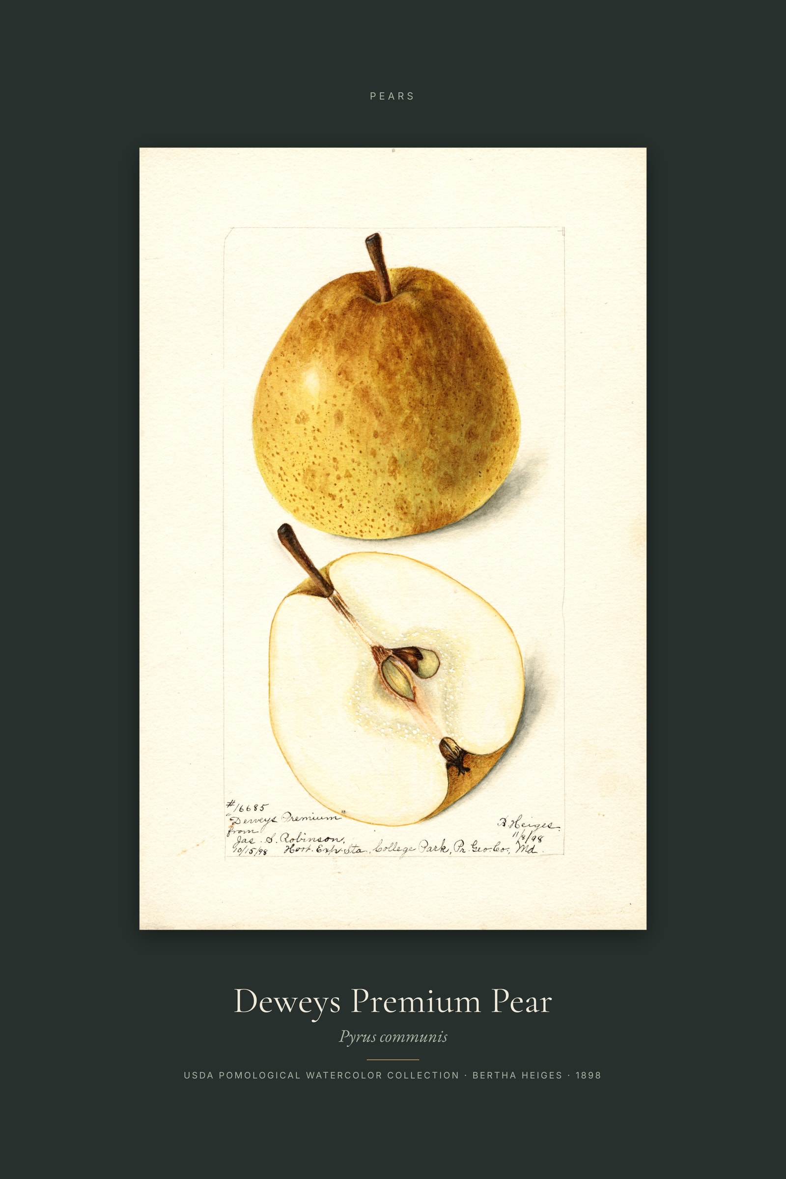 Deweys Premium Pear — Specimen