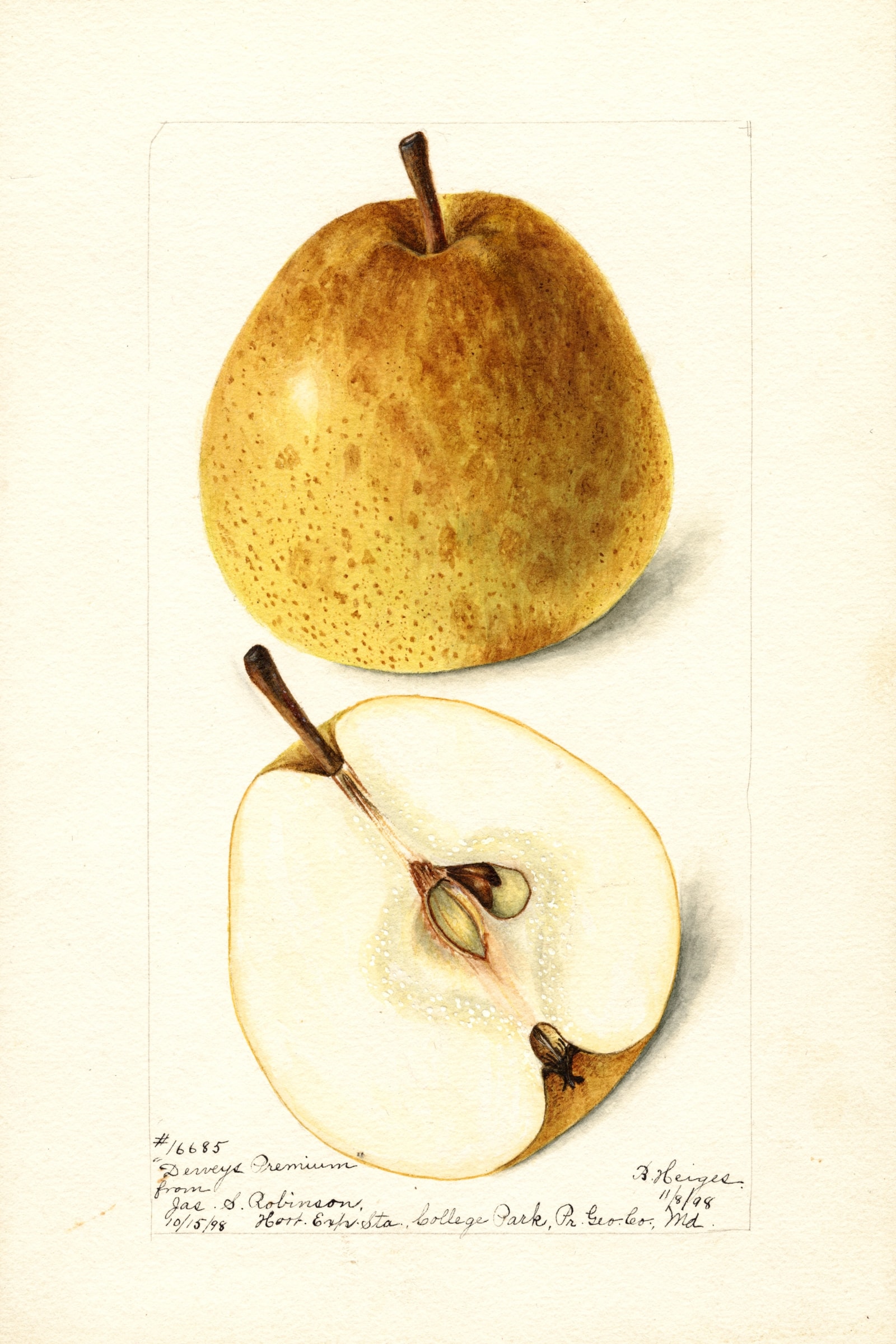 Deweys Premium Pear