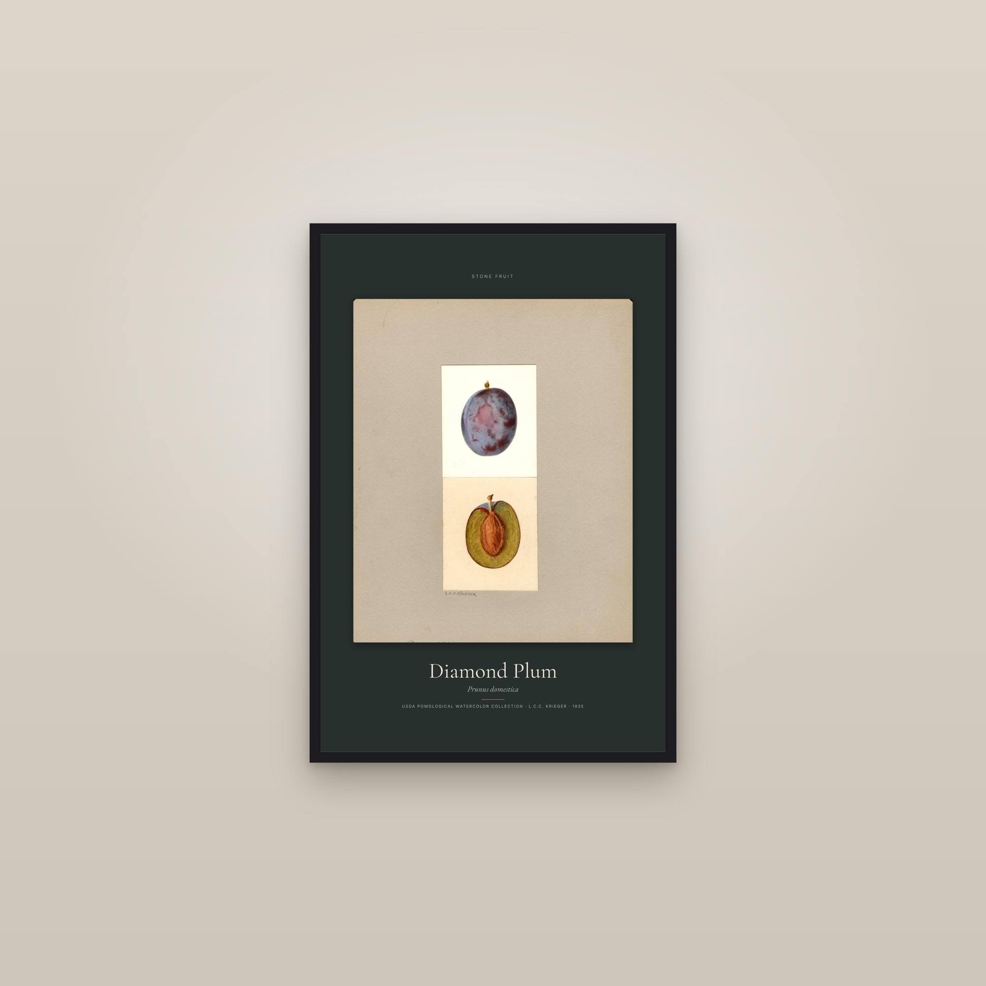 Diamond Plum — Specimen — framed in a gallery setting