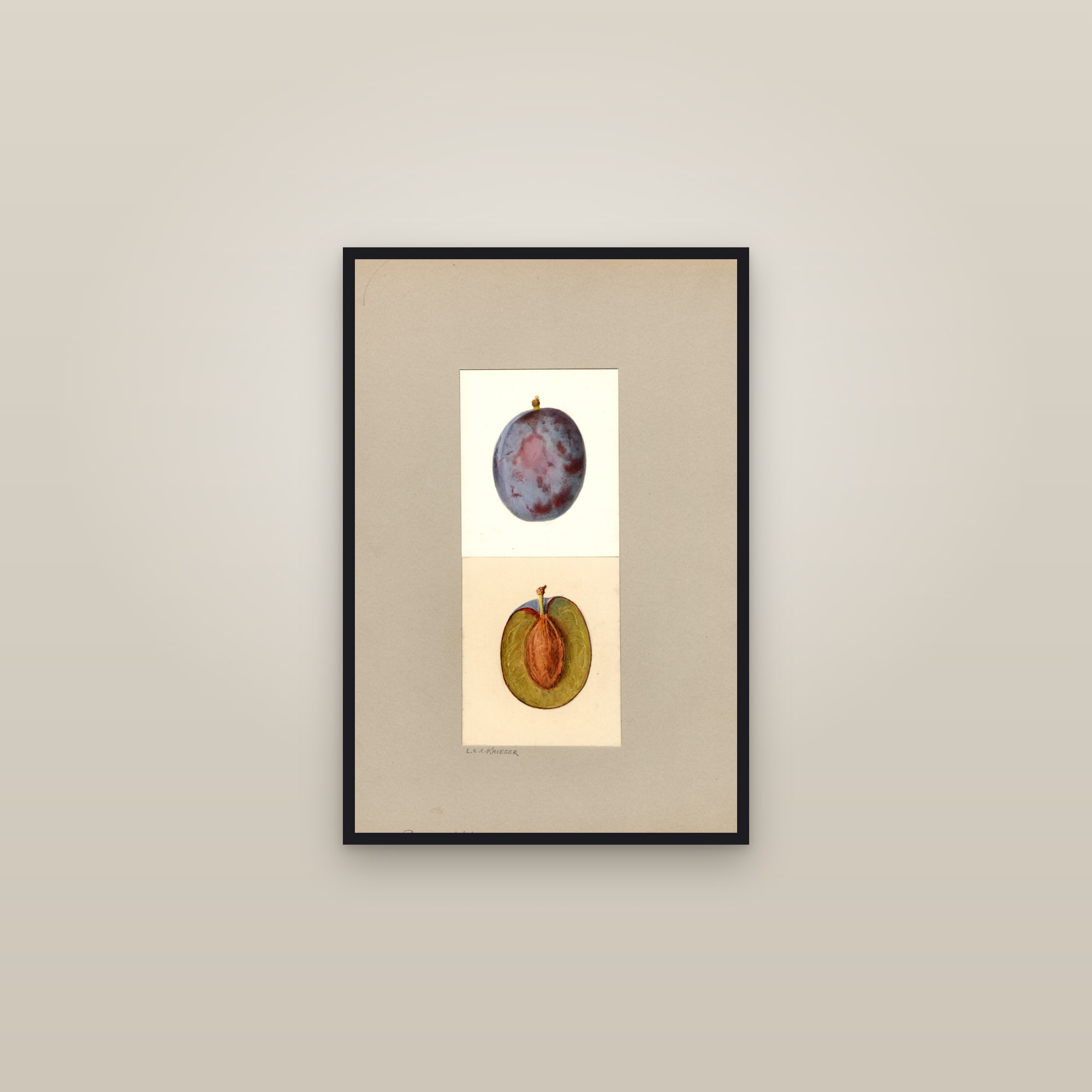 Diamond Plum — framed in a gallery setting