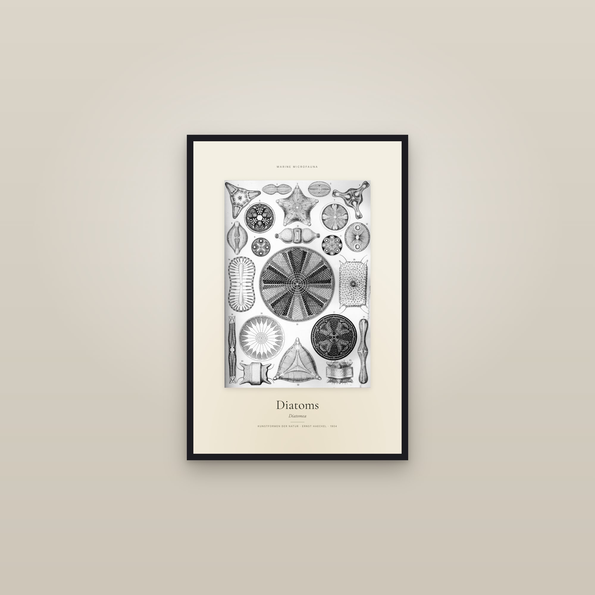 Diatoms — Specimen — framed in a gallery setting