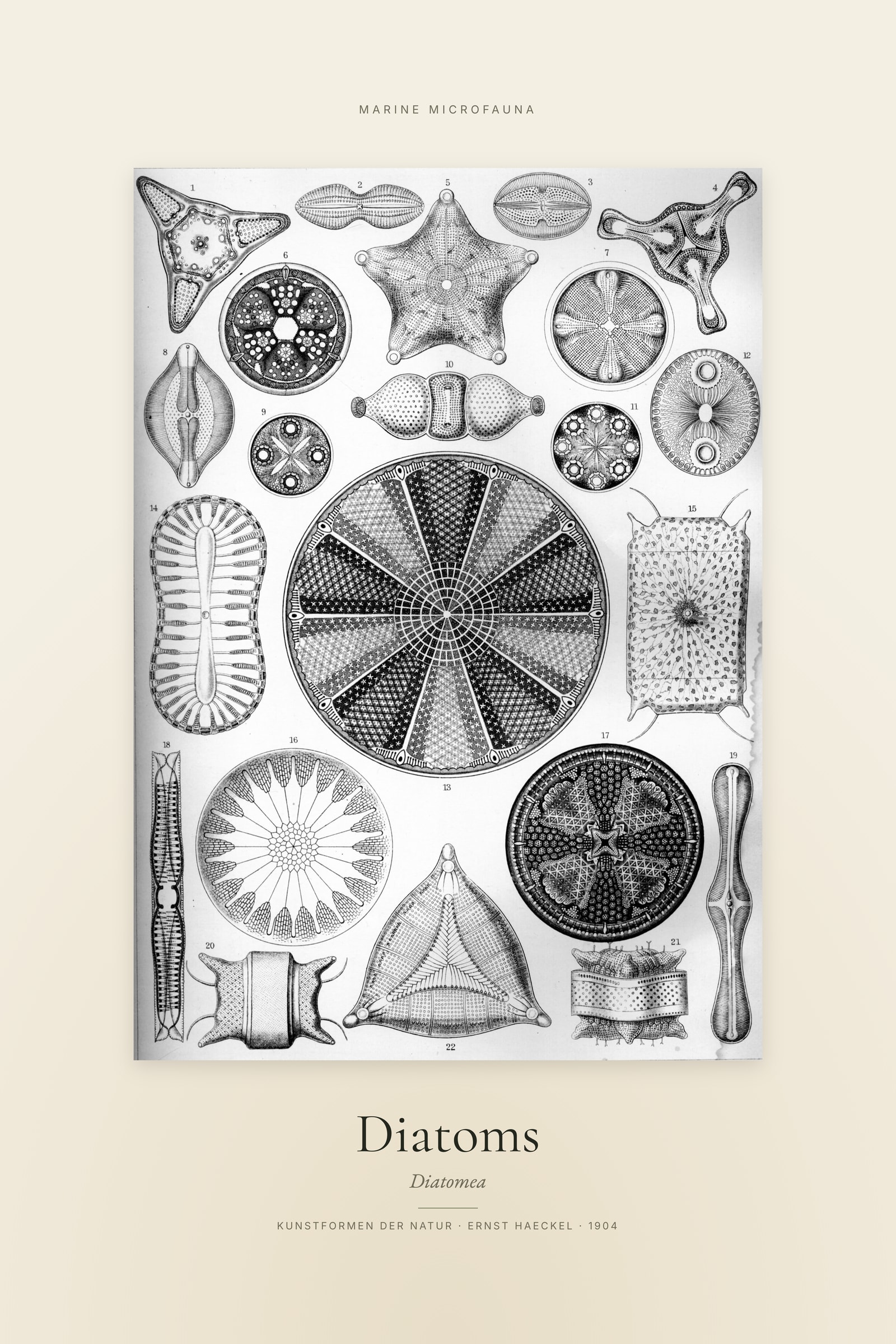 Diatoms — Specimen