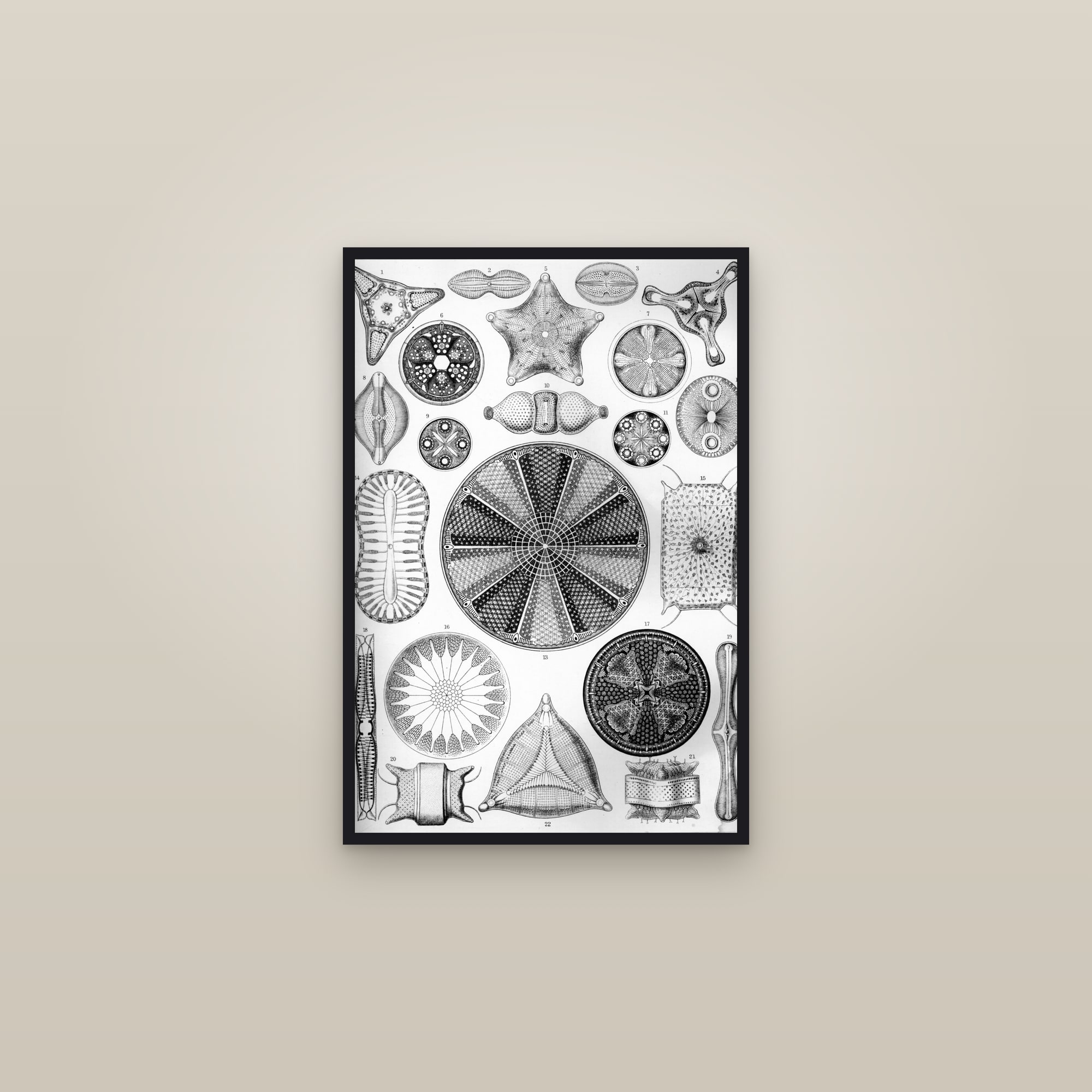 Diatoms — framed in a gallery setting
