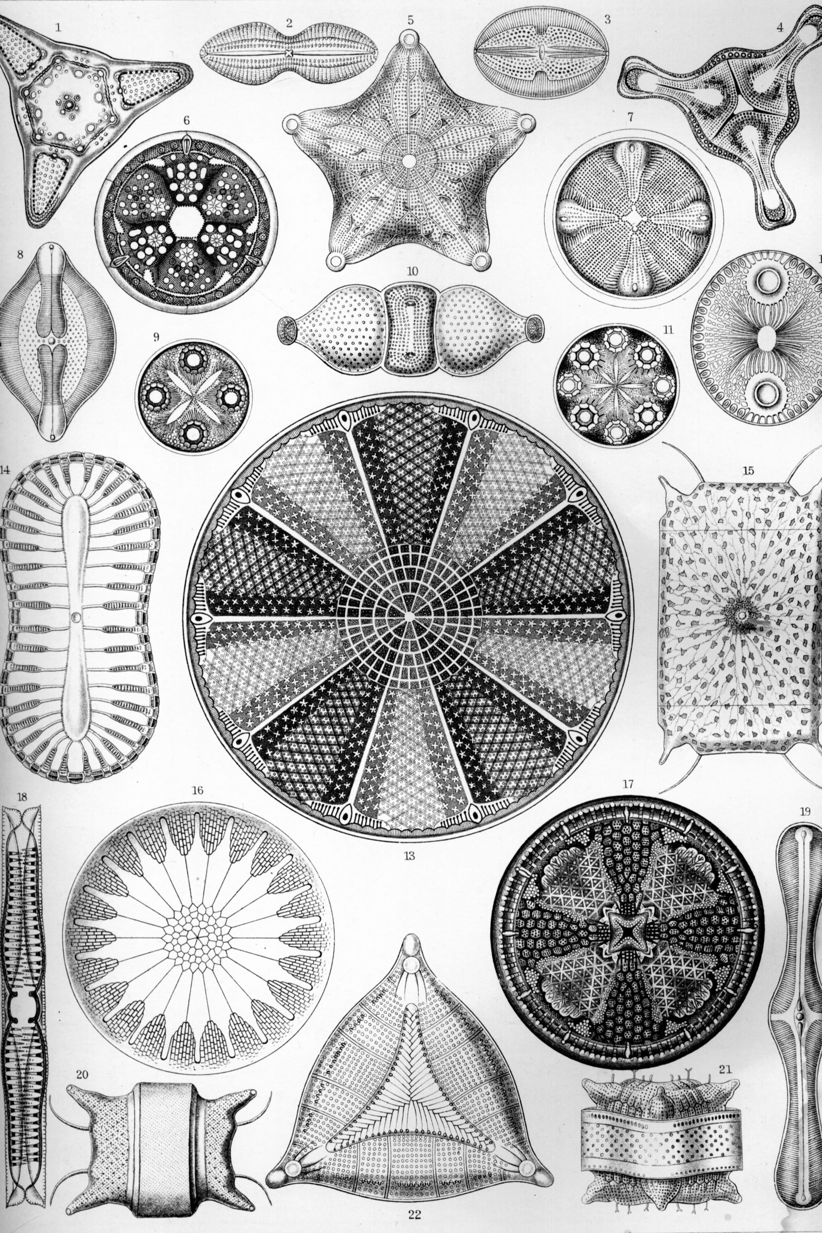 Diatoms