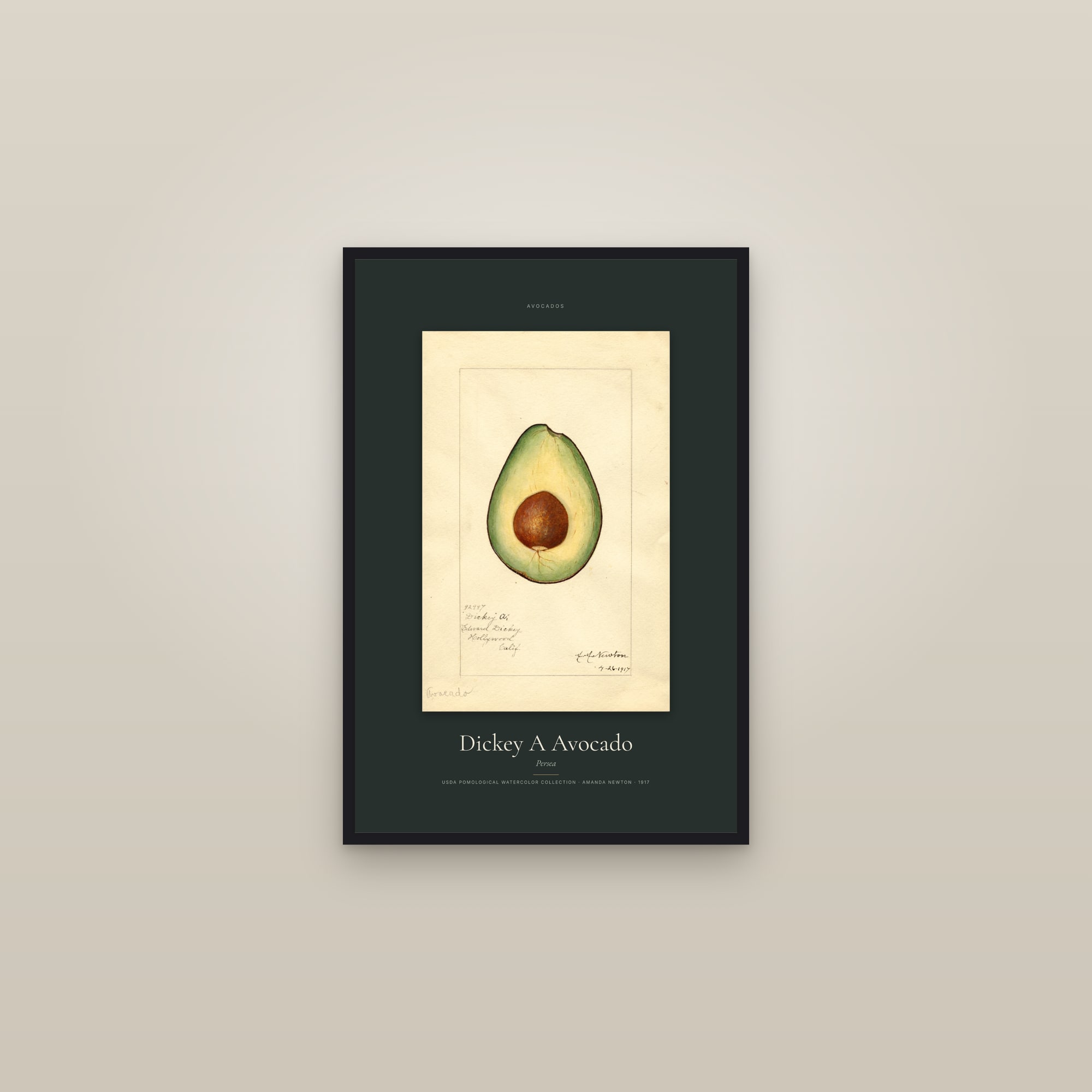 Dickey A Avocado — Specimen — framed in a gallery setting