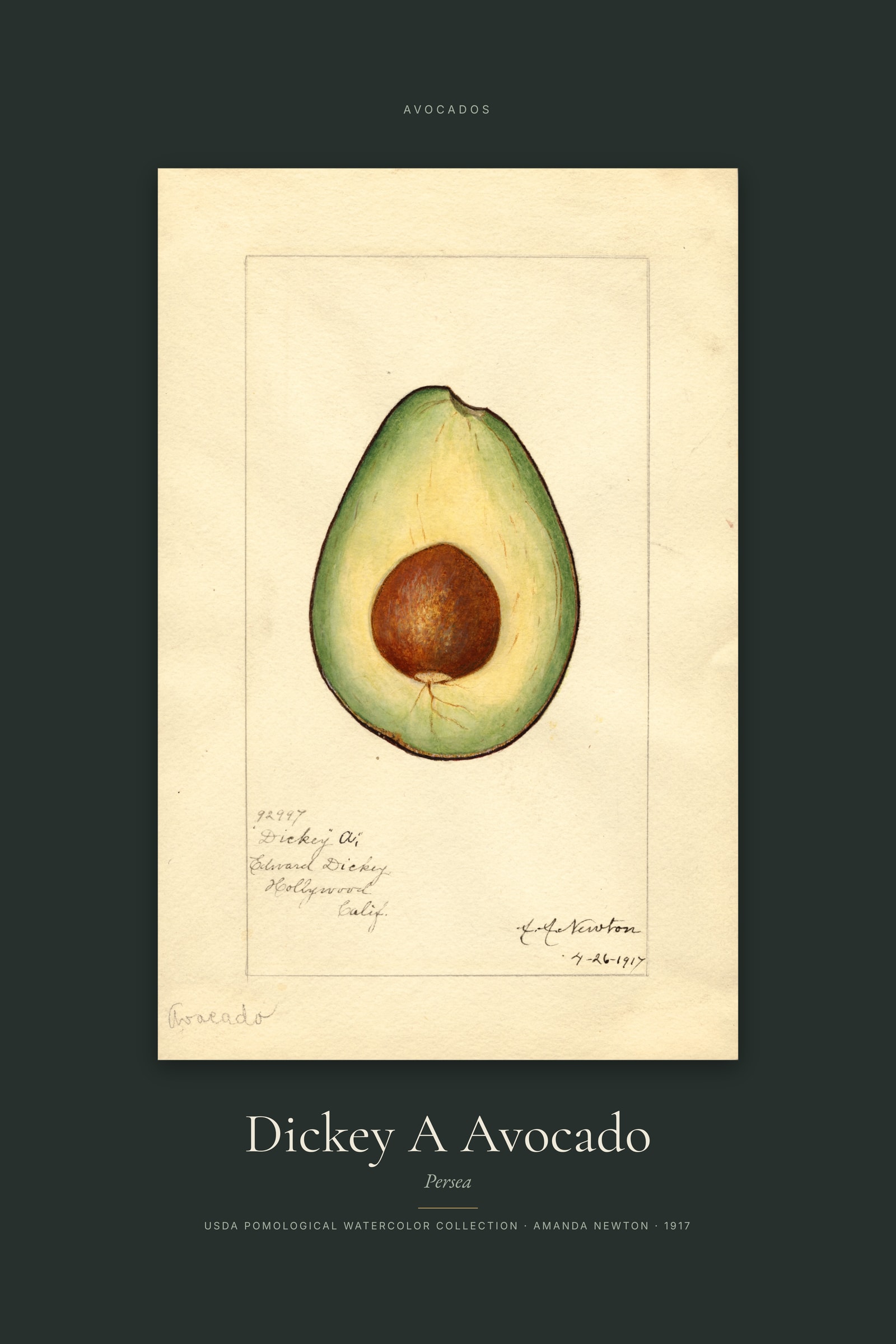 Dickey A Avocado — Specimen