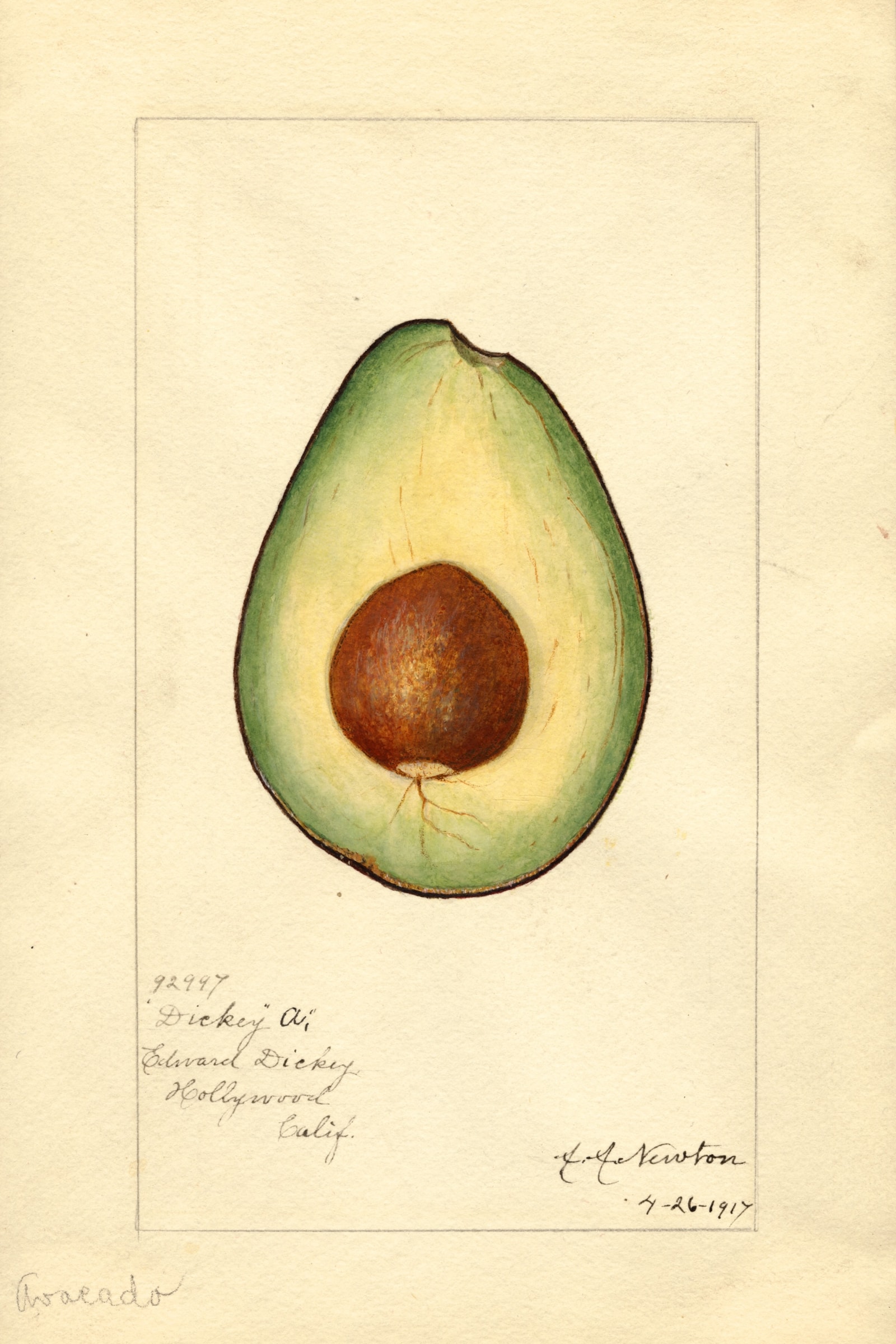 Dickey A Avocado