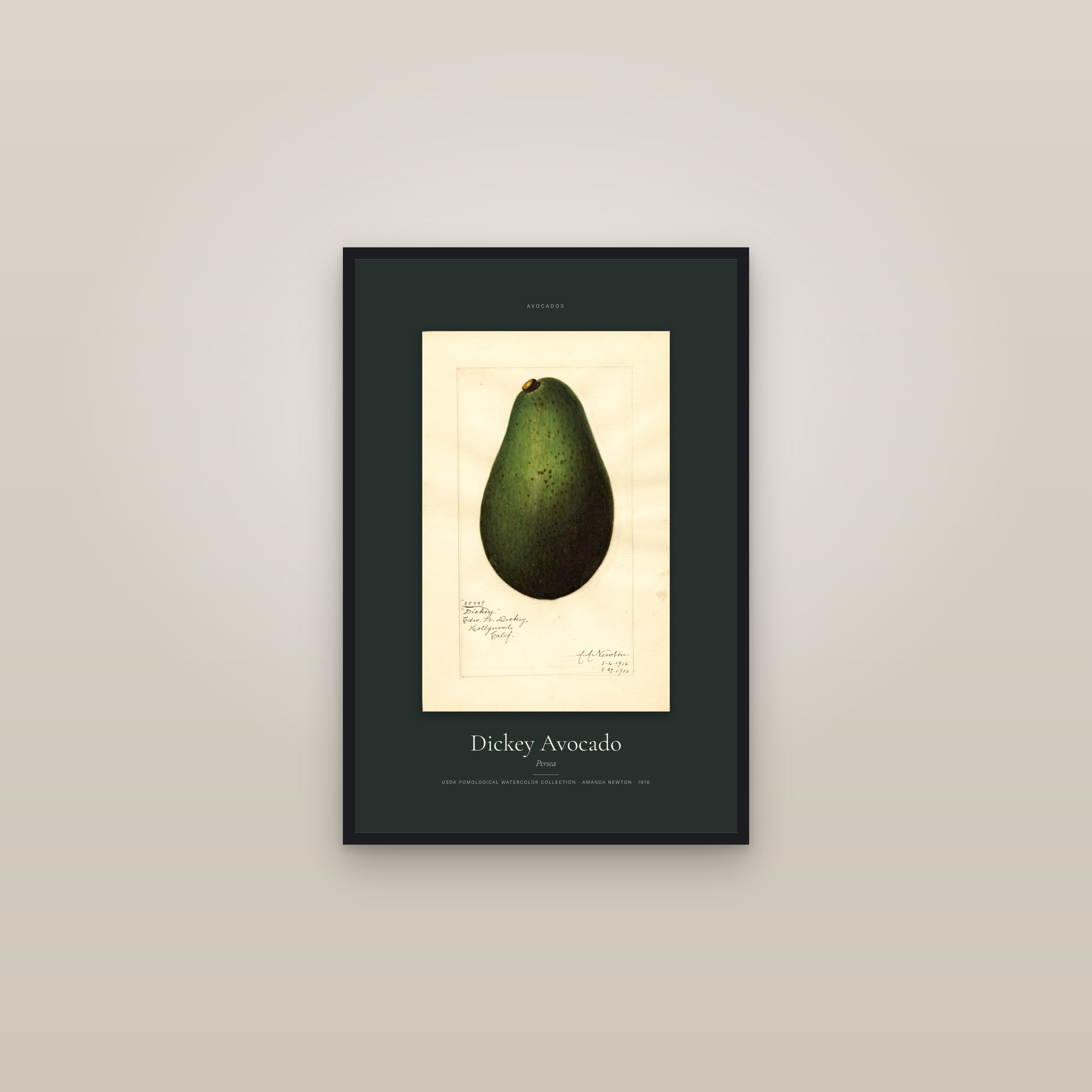 Dickey Avocado — Specimen — framed in a gallery setting