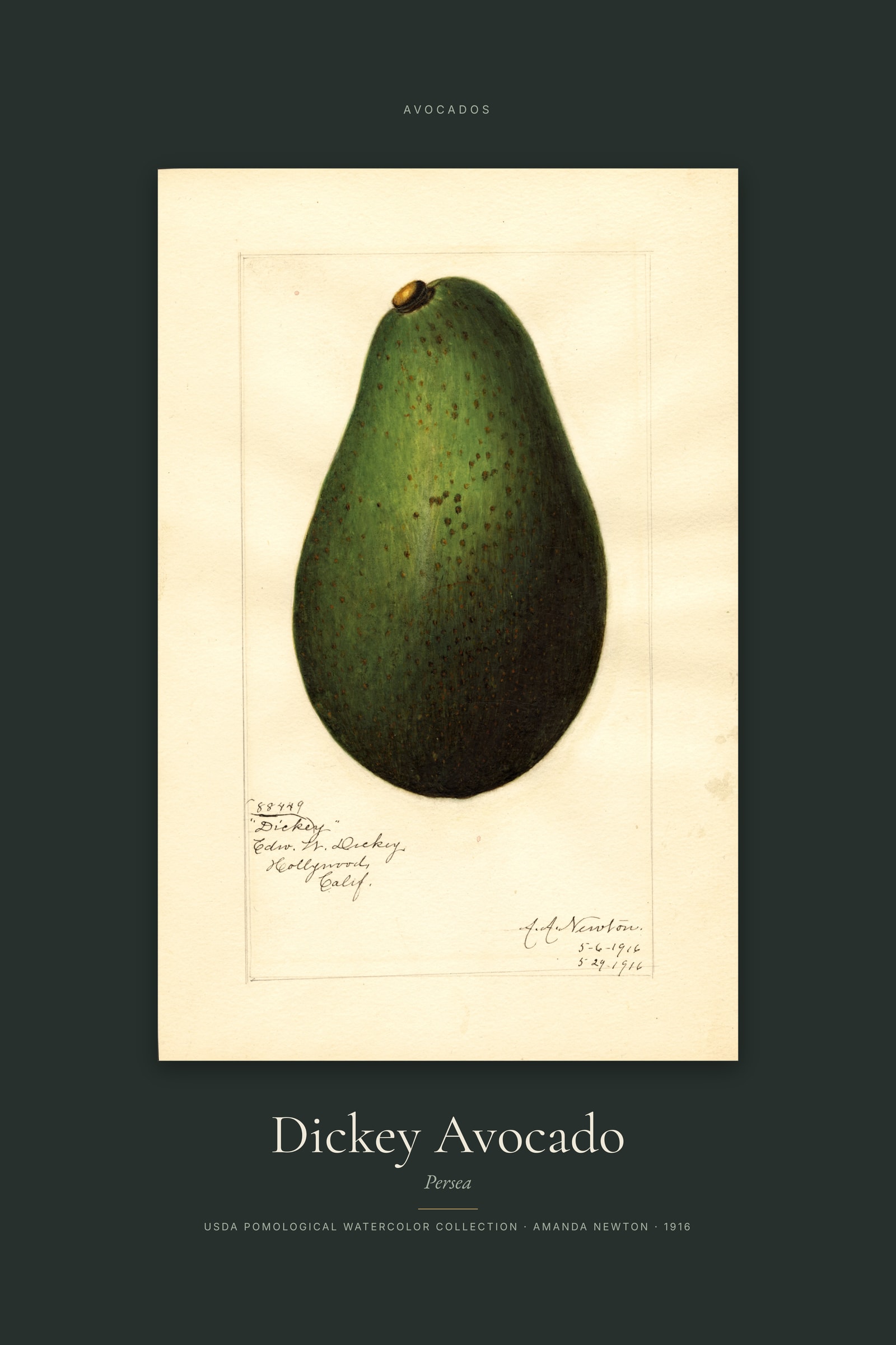 Dickey Avocado — Specimen