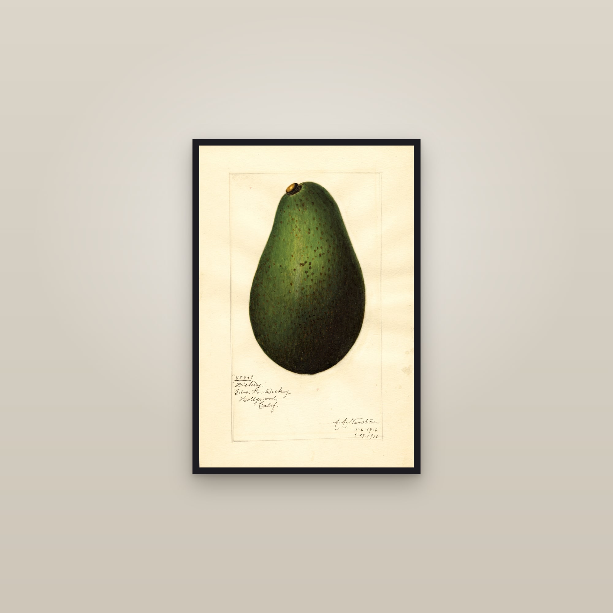 Dickey Avocado — framed in a gallery setting
