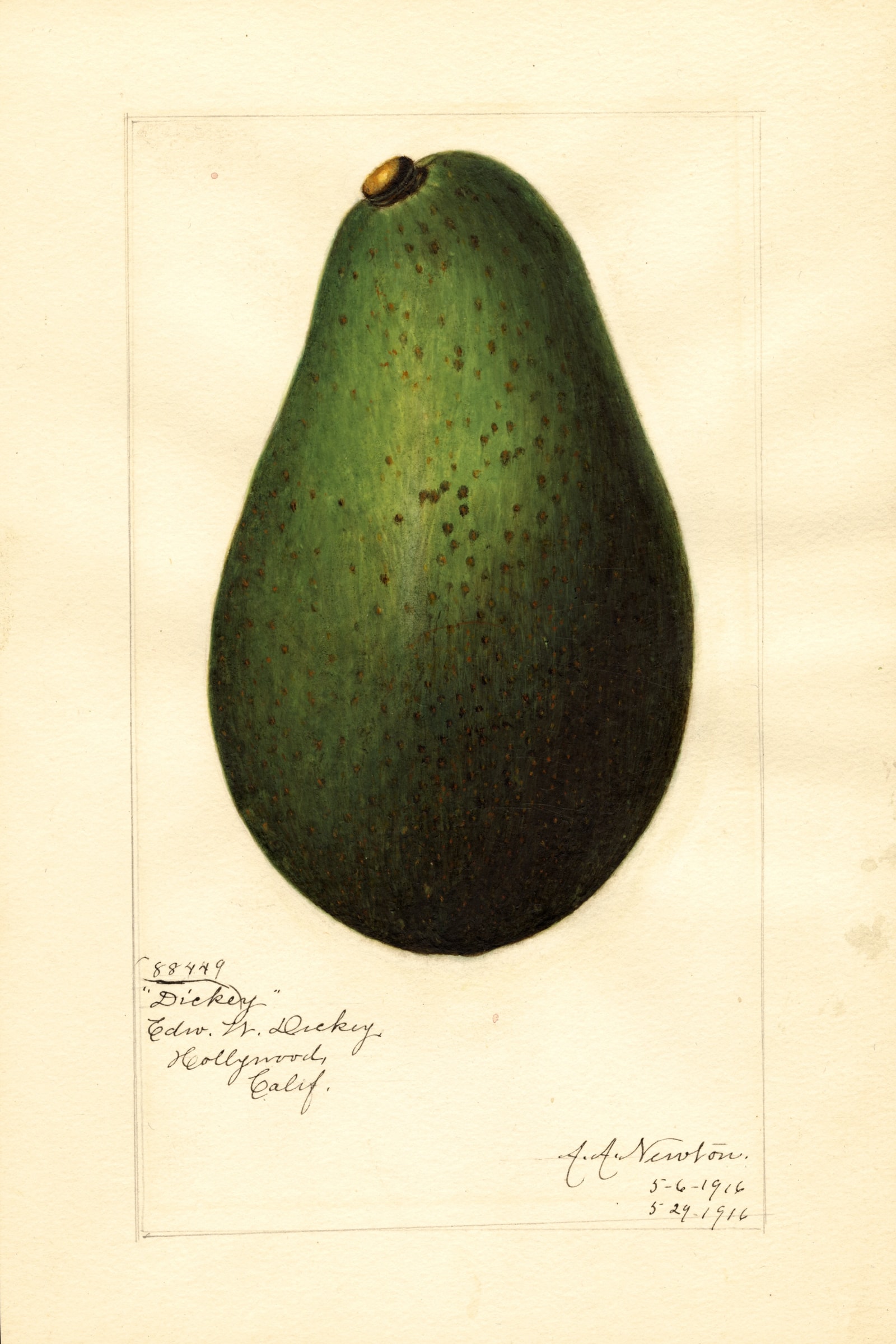 Dickey Avocado