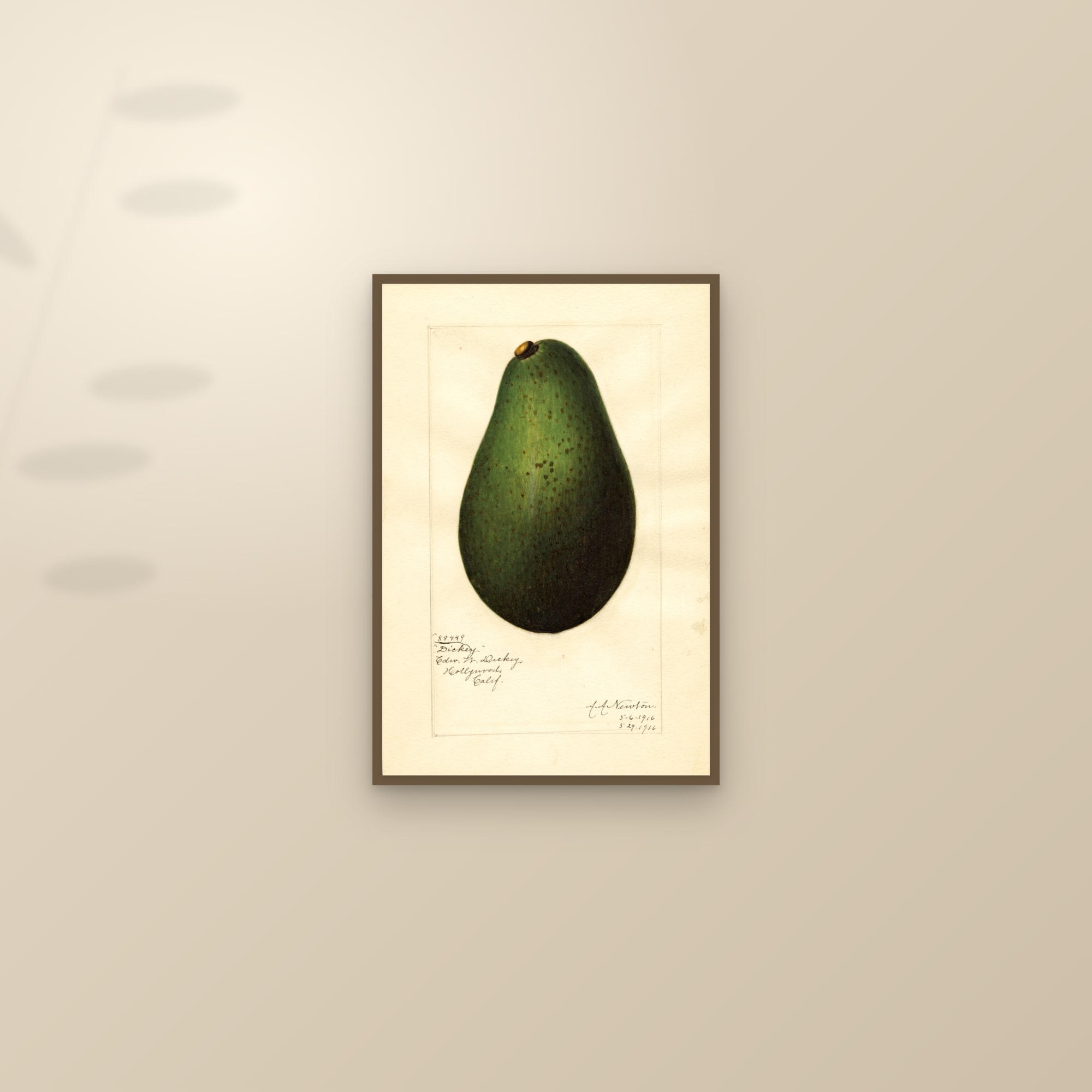 Dickey Avocado — framed and styled on a sunlit wall