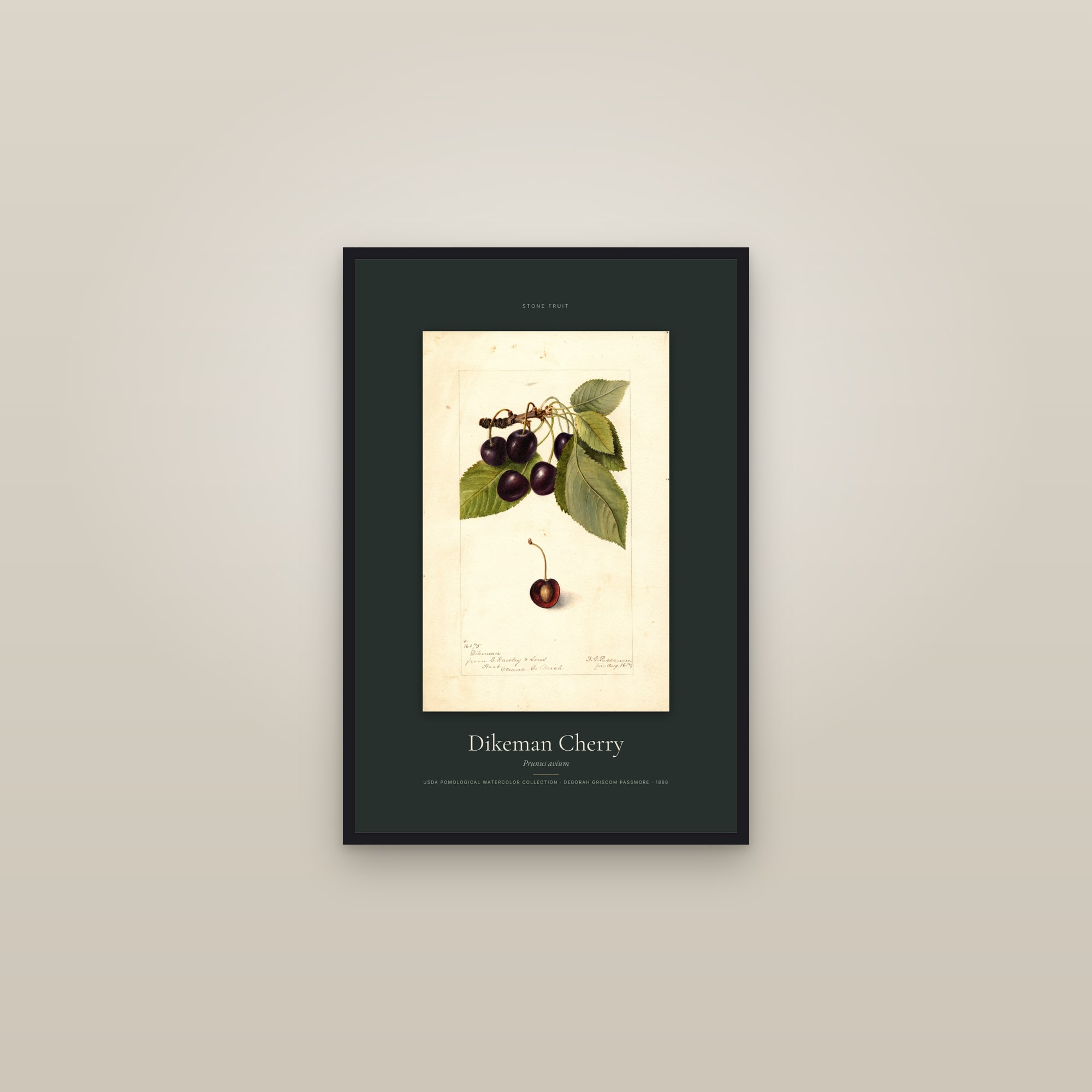 Dikeman Cherry — Specimen — framed in a gallery setting