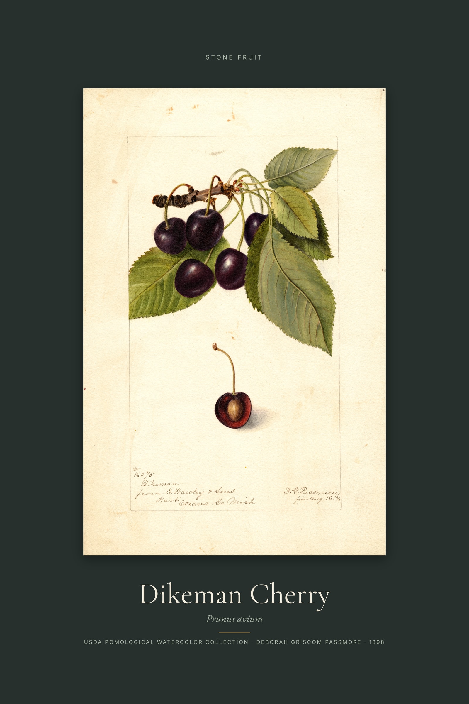 Dikeman Cherry — Specimen