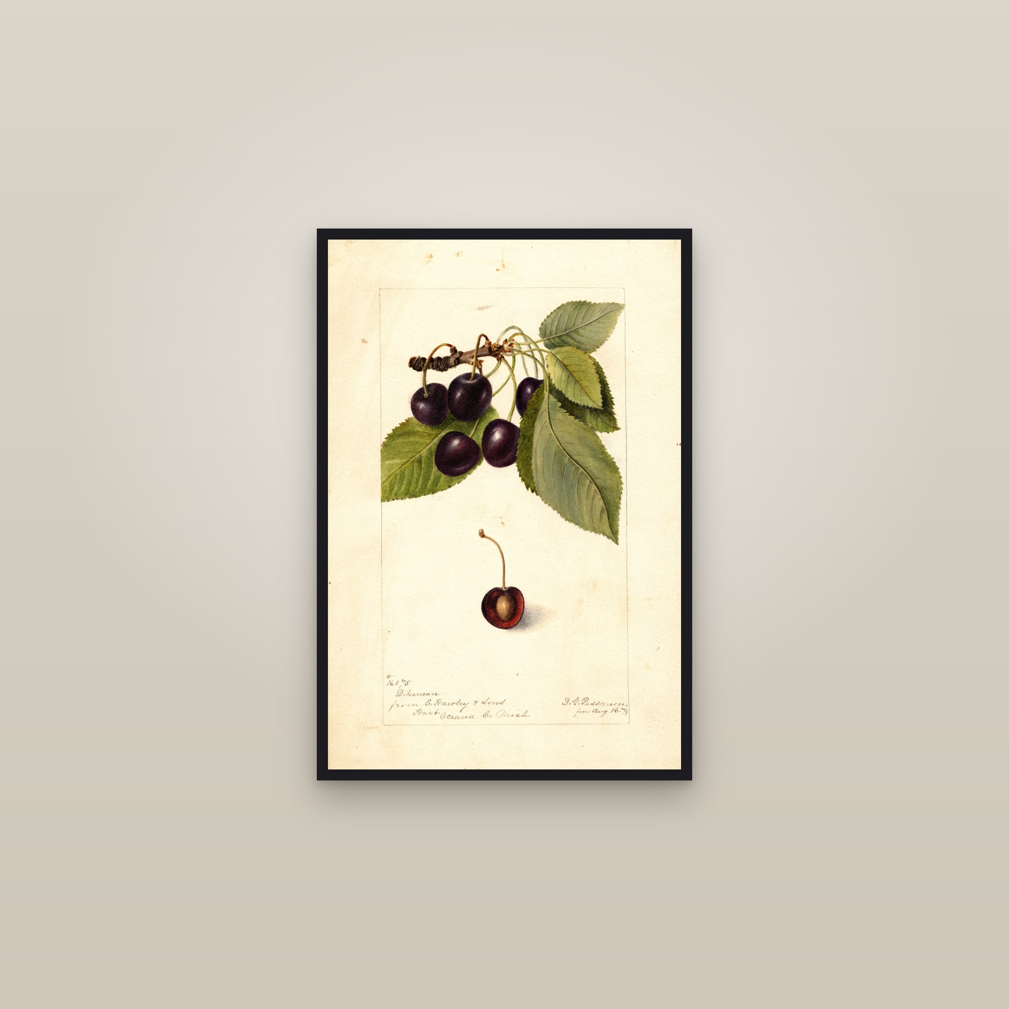 Dikeman Cherry — framed in a gallery setting