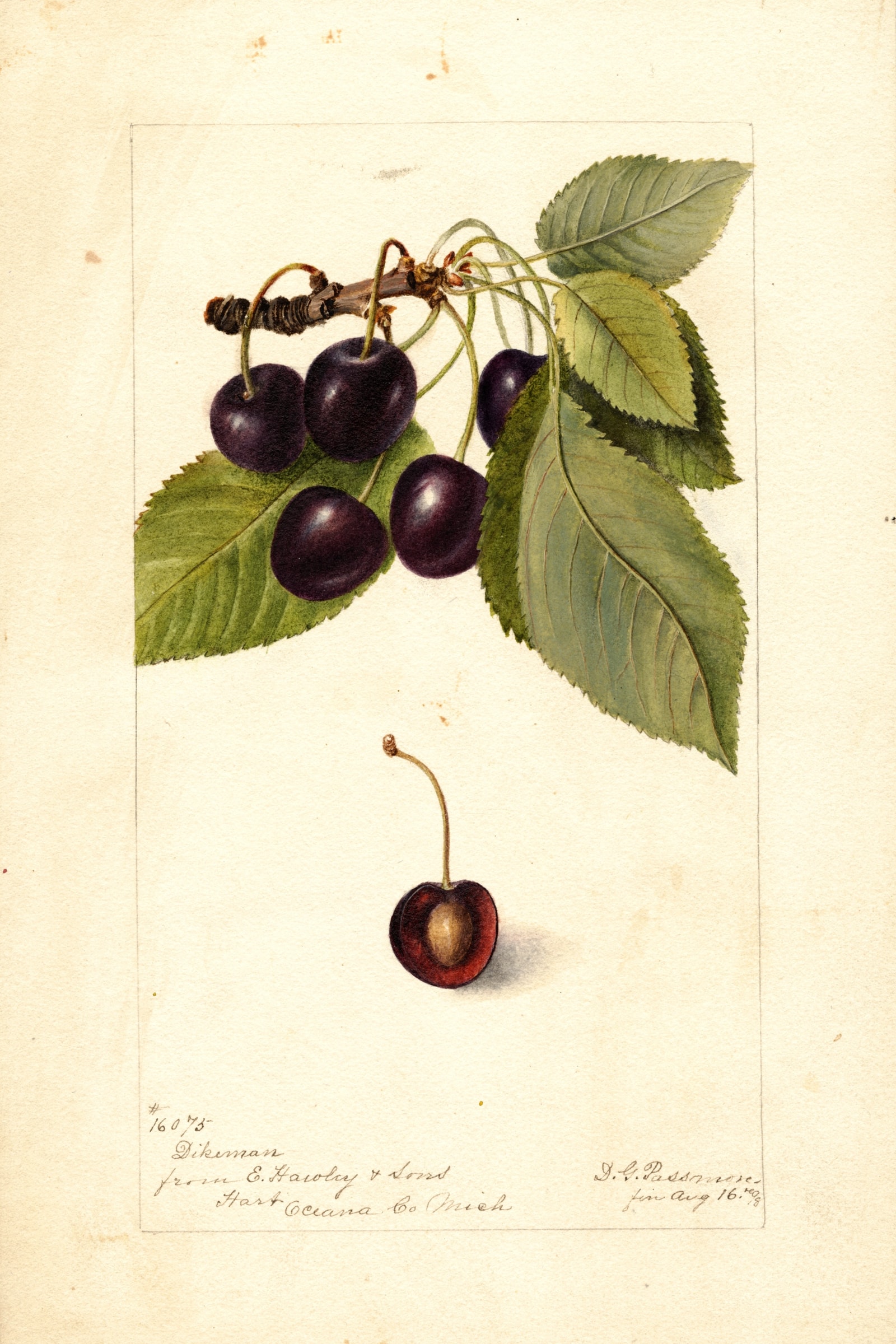 Dikeman Cherry