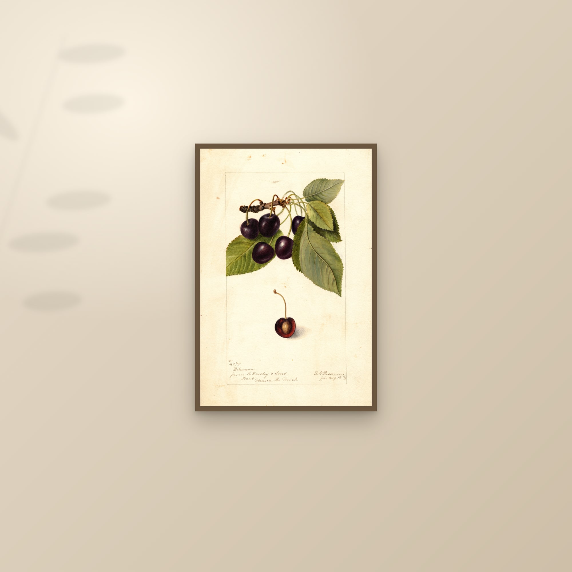 Dikeman Cherry — framed and styled on a sunlit wall