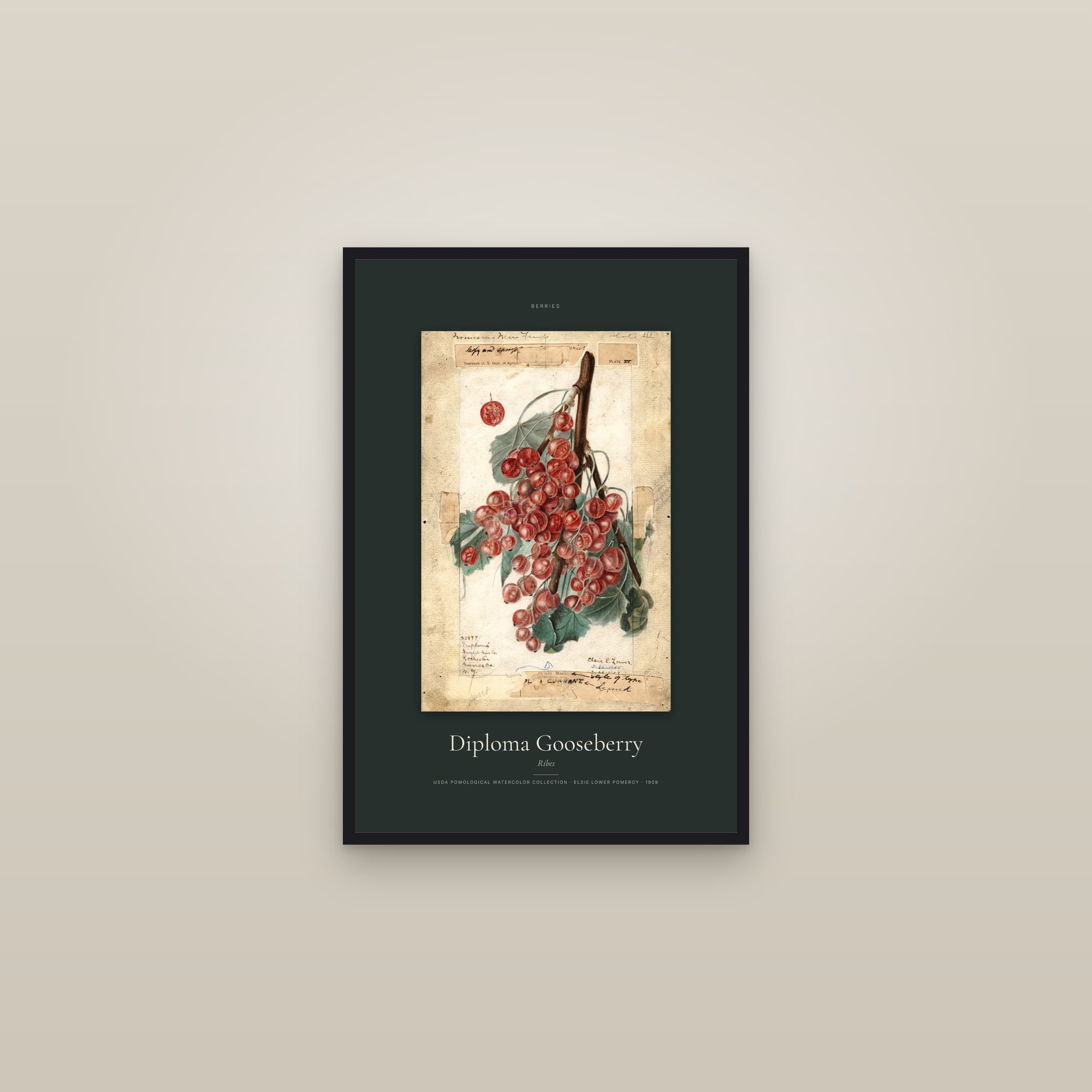 Diploma Gooseberry — Specimen — framed in a gallery setting
