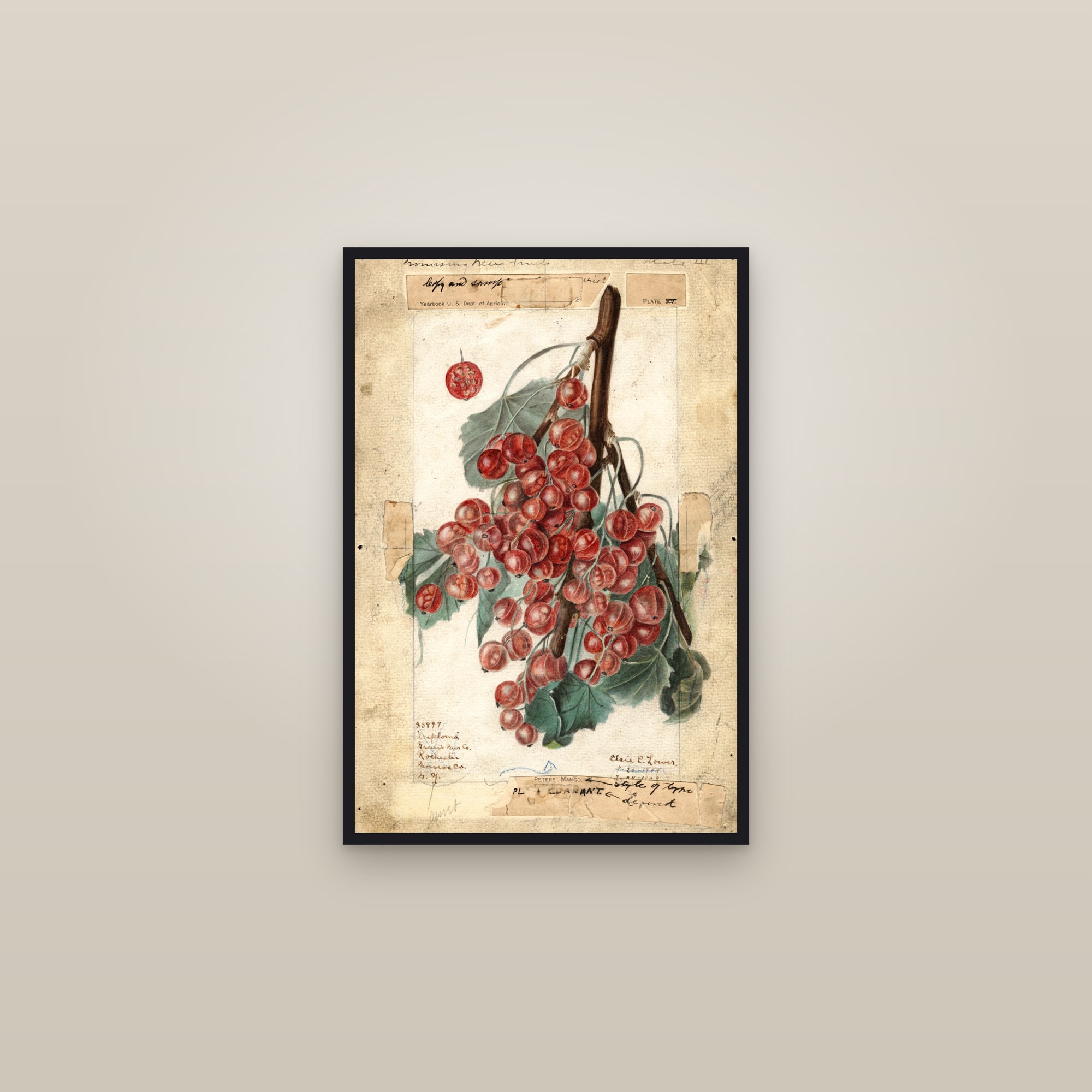 Diploma Gooseberry — framed in a gallery setting