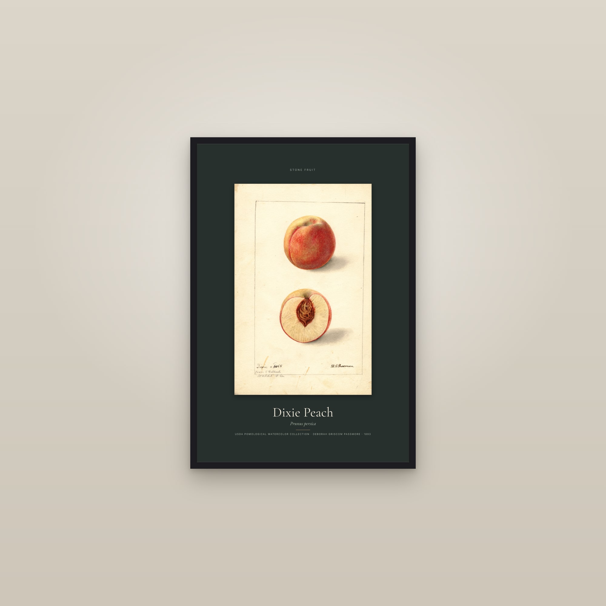 Dixie Peach — Specimen — framed in a gallery setting