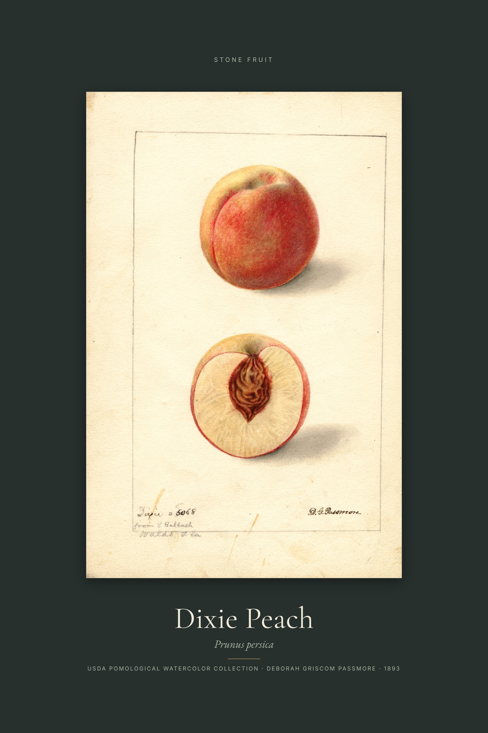 Dixie Peach — Specimen