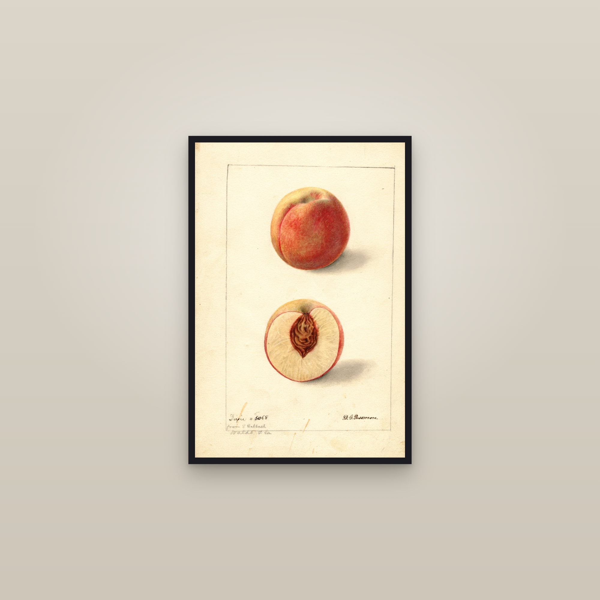 Dixie Peach — framed in a gallery setting