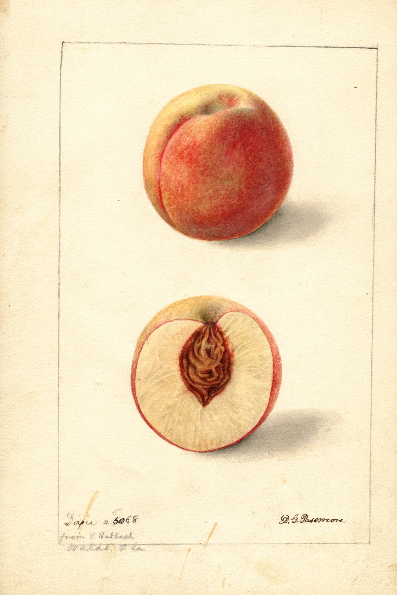 Dixie Peach