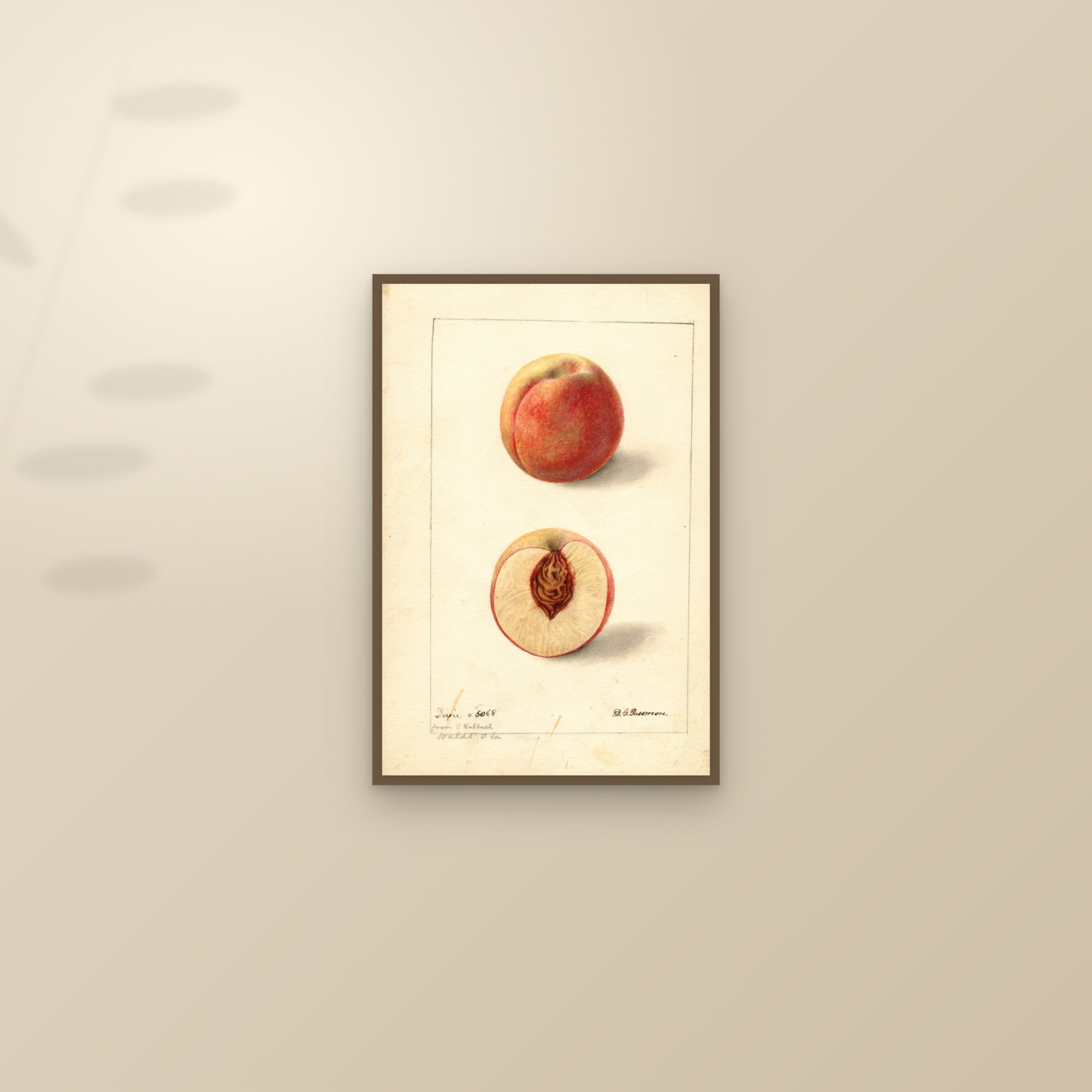 Dixie Peach — framed and styled on a sunlit wall