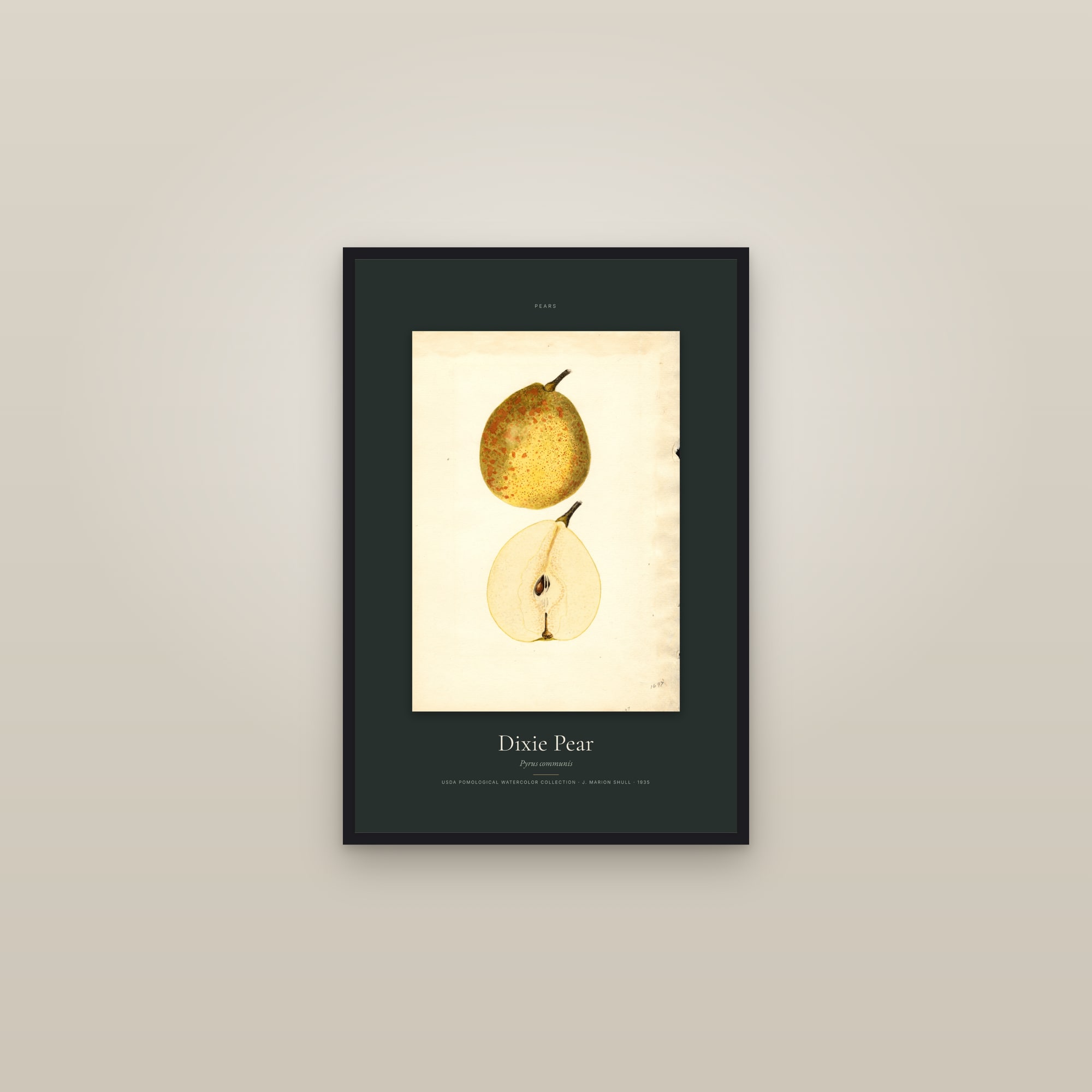 Dixie Pear — Specimen — framed in a gallery setting