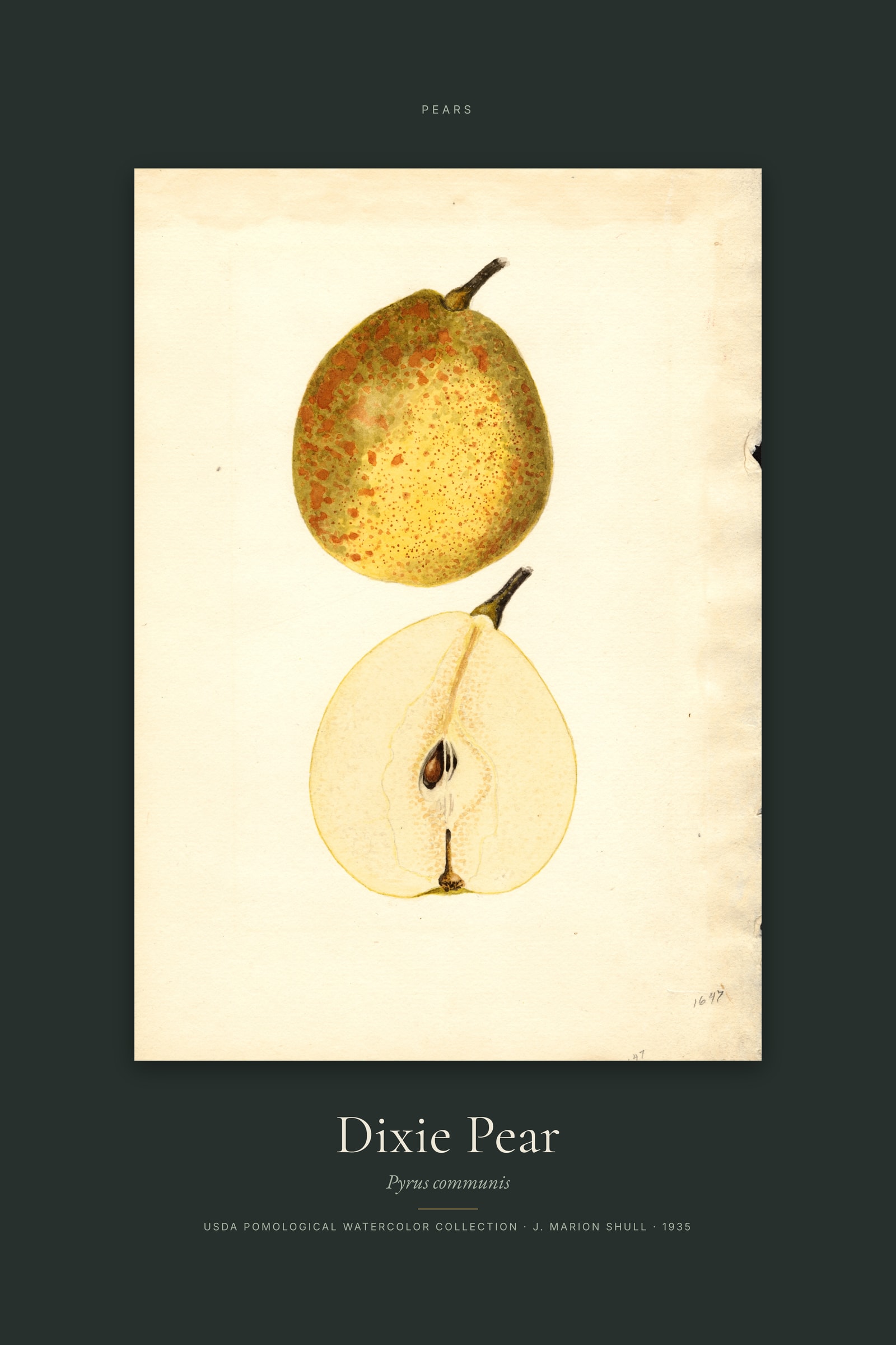 Dixie Pear — Specimen