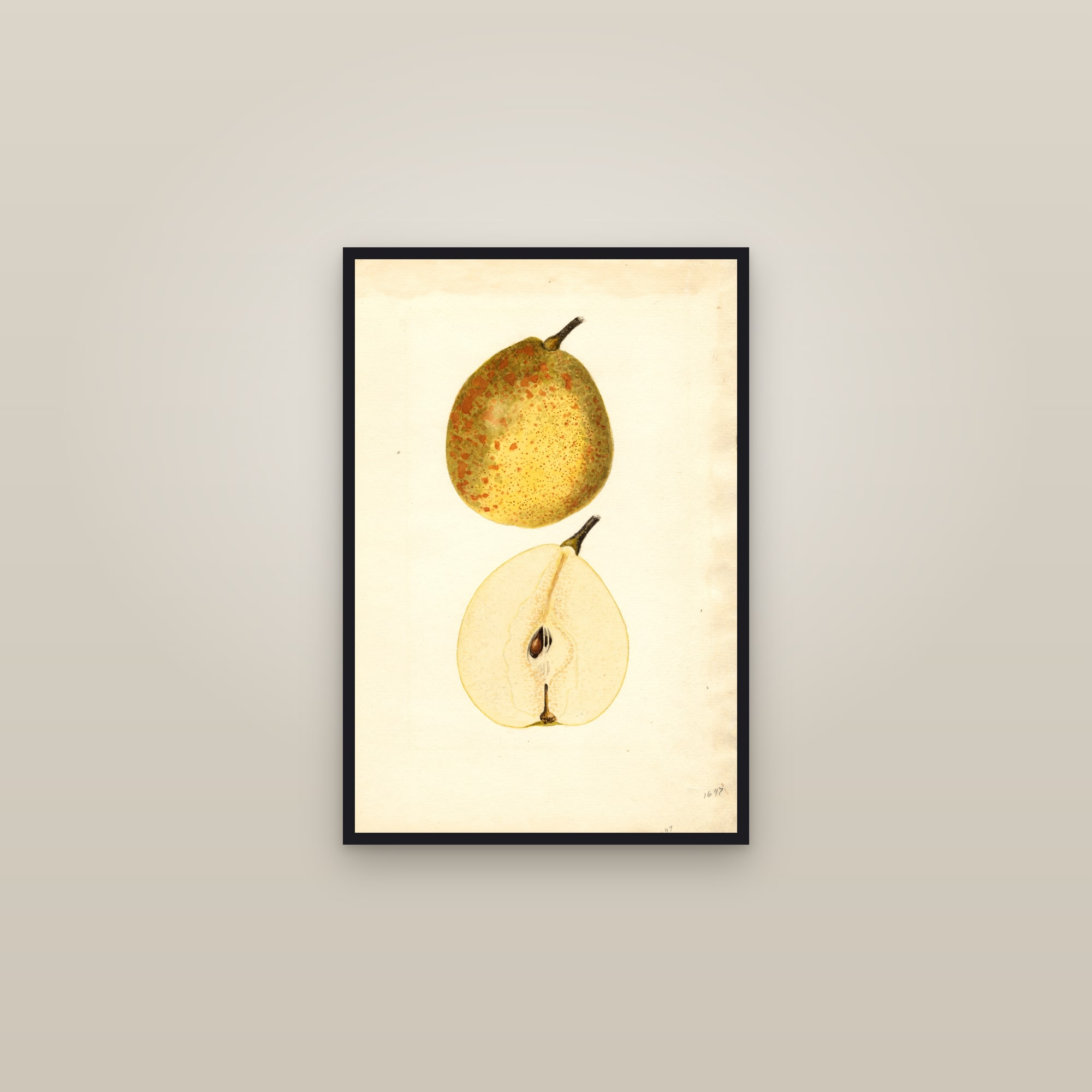 Dixie Pear — framed in a gallery setting