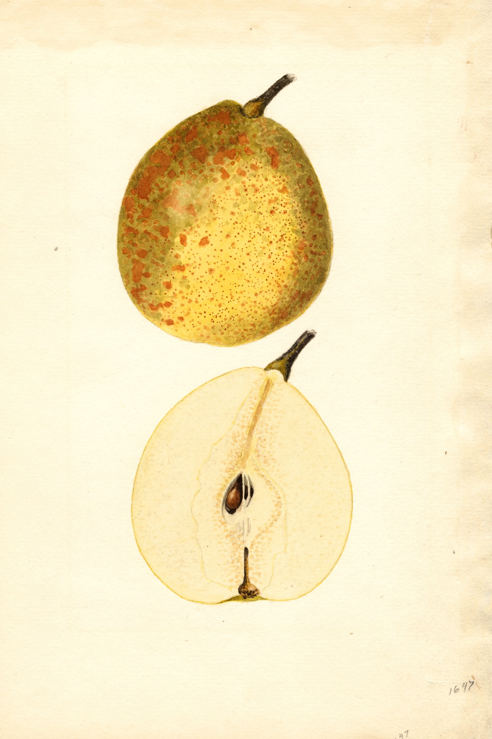 Dixie Pear