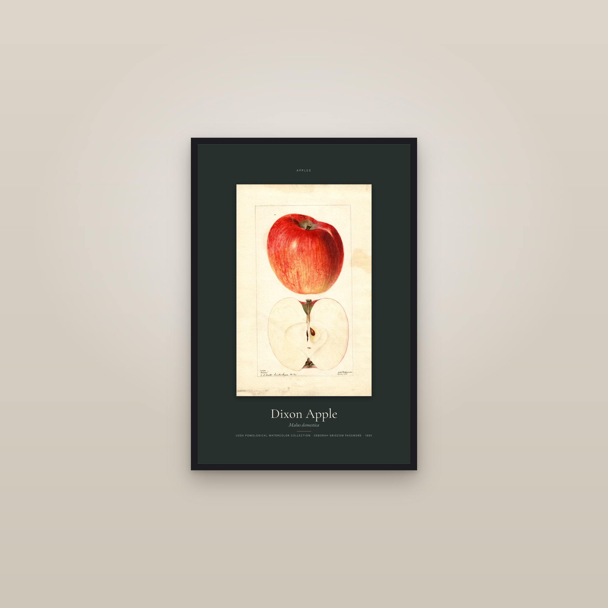 Dixon Apple — Specimen — framed in a gallery setting