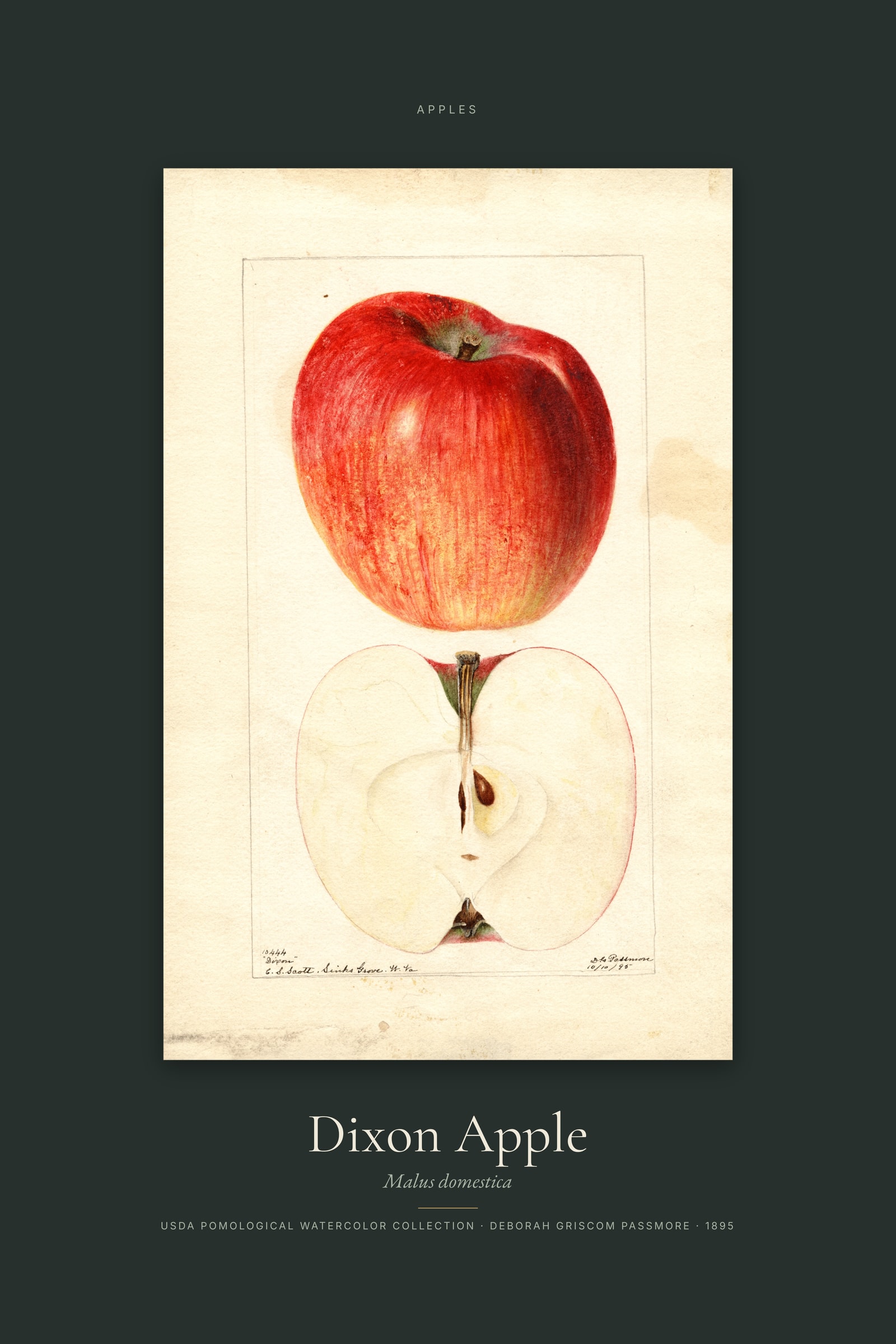 Dixon Apple — Specimen